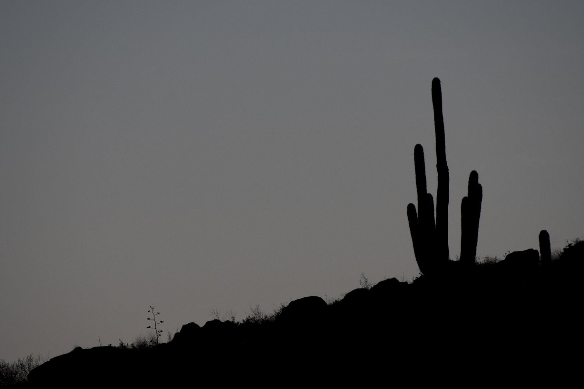 Saguaro