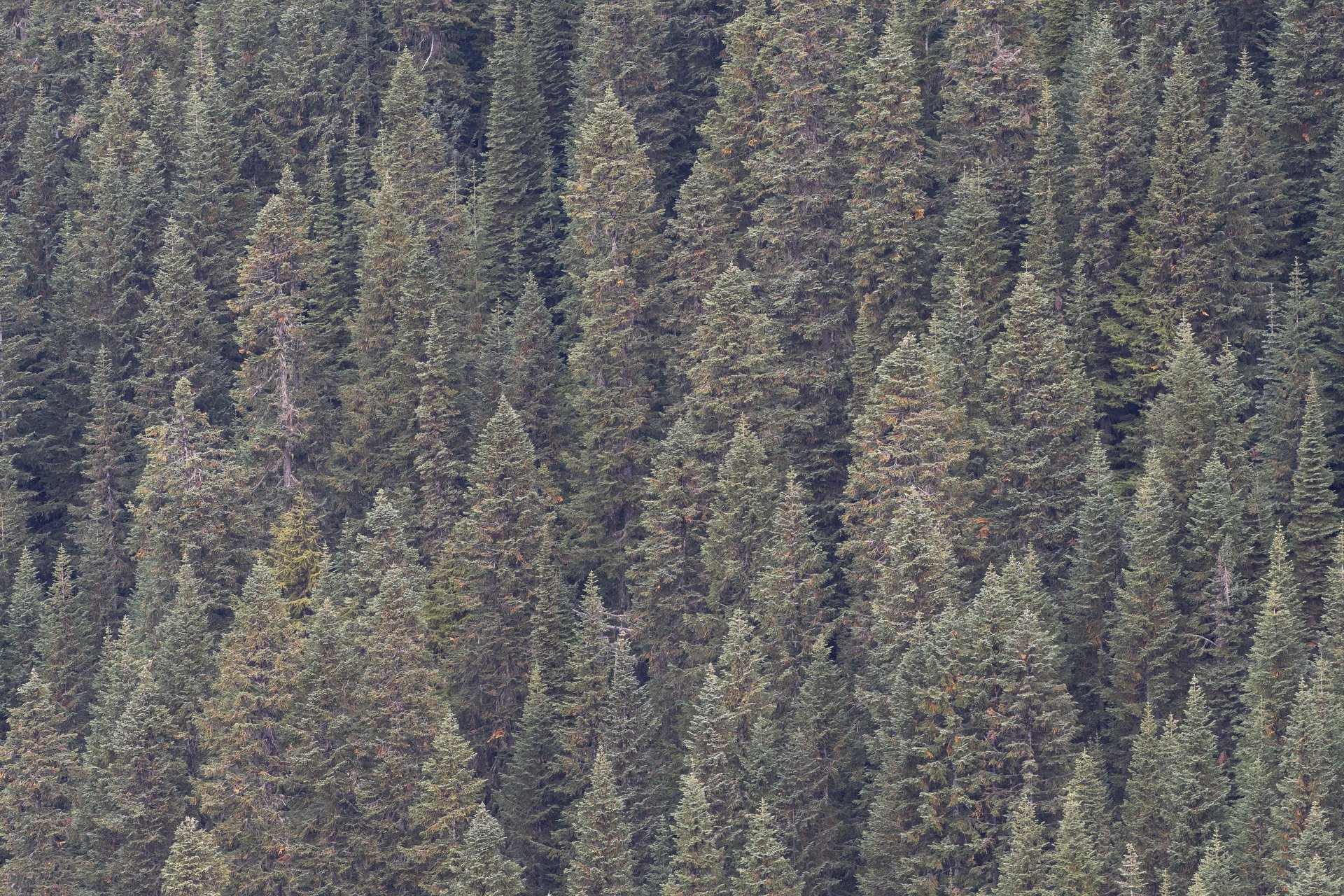 Glacier Peak Wilderness