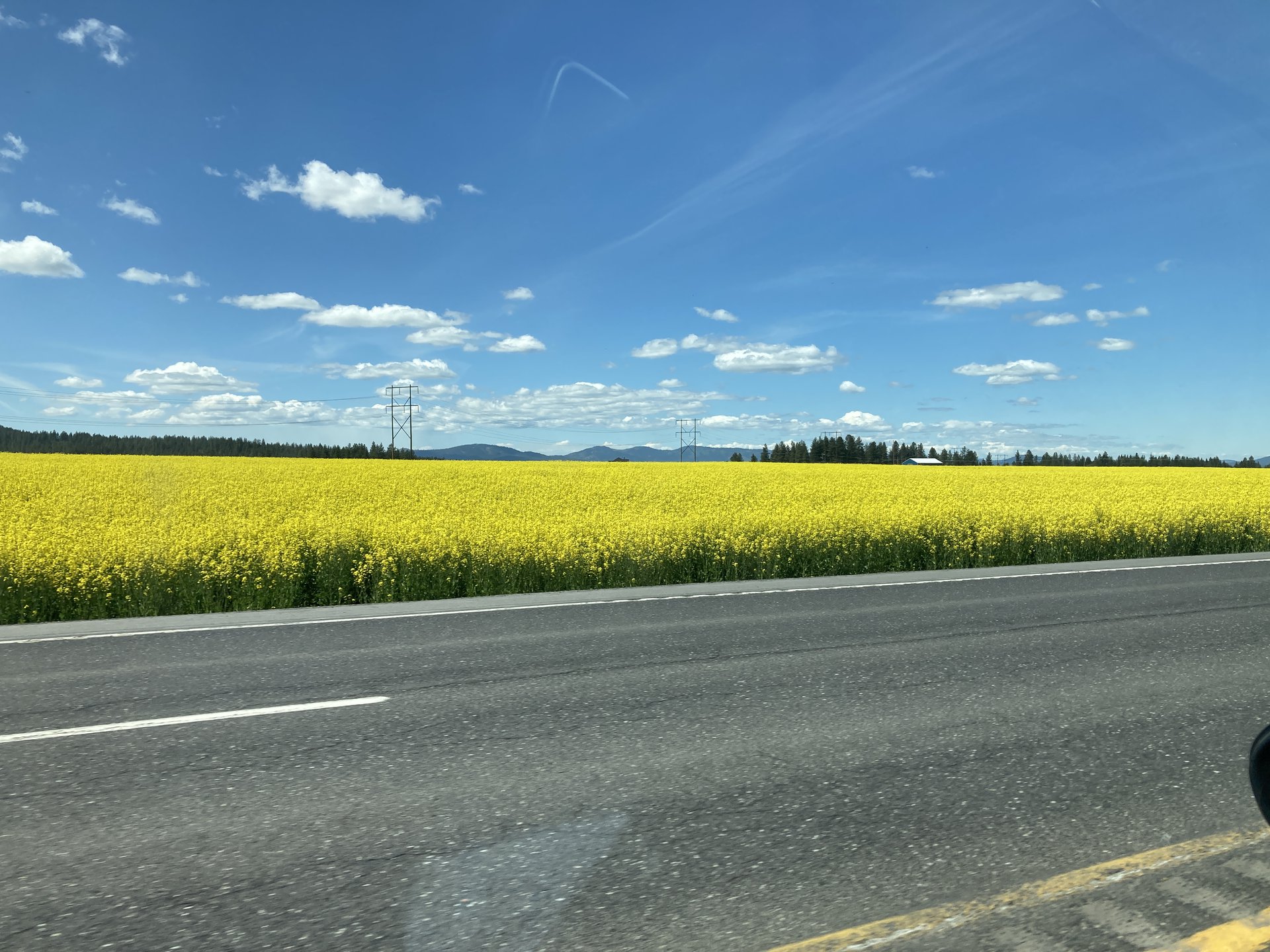 Canola fields