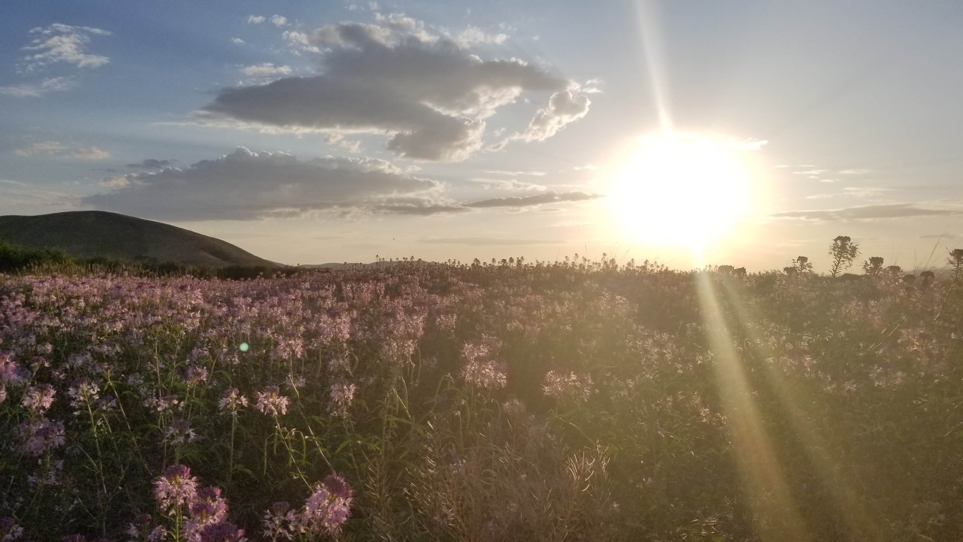 Idaho