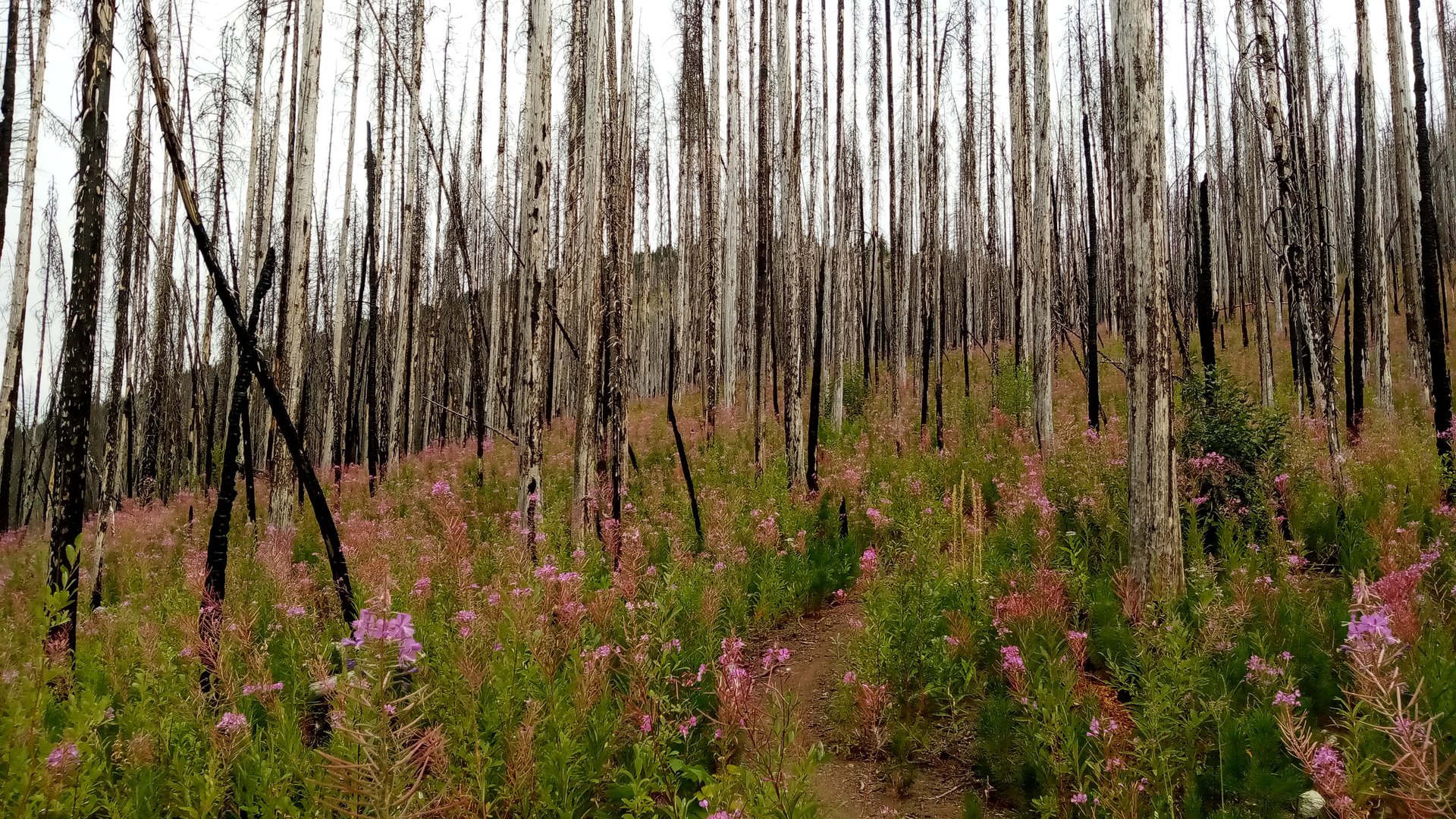 Colville National Forest