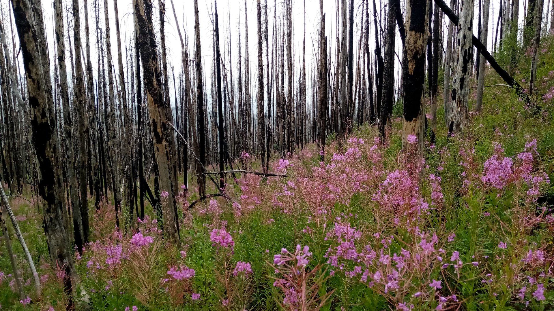 Colville National Forest