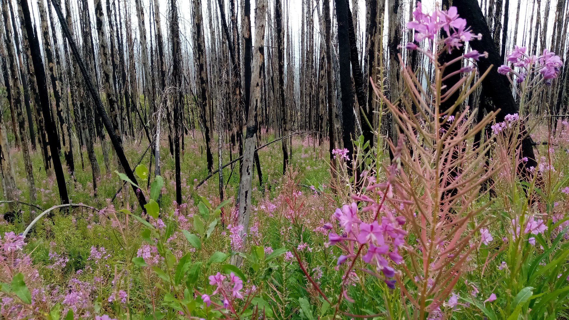 Colville National Forest