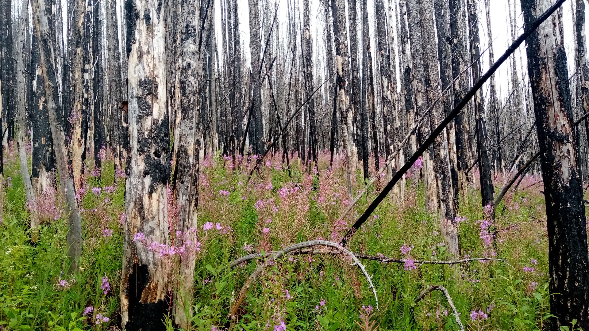 Colville National Forest