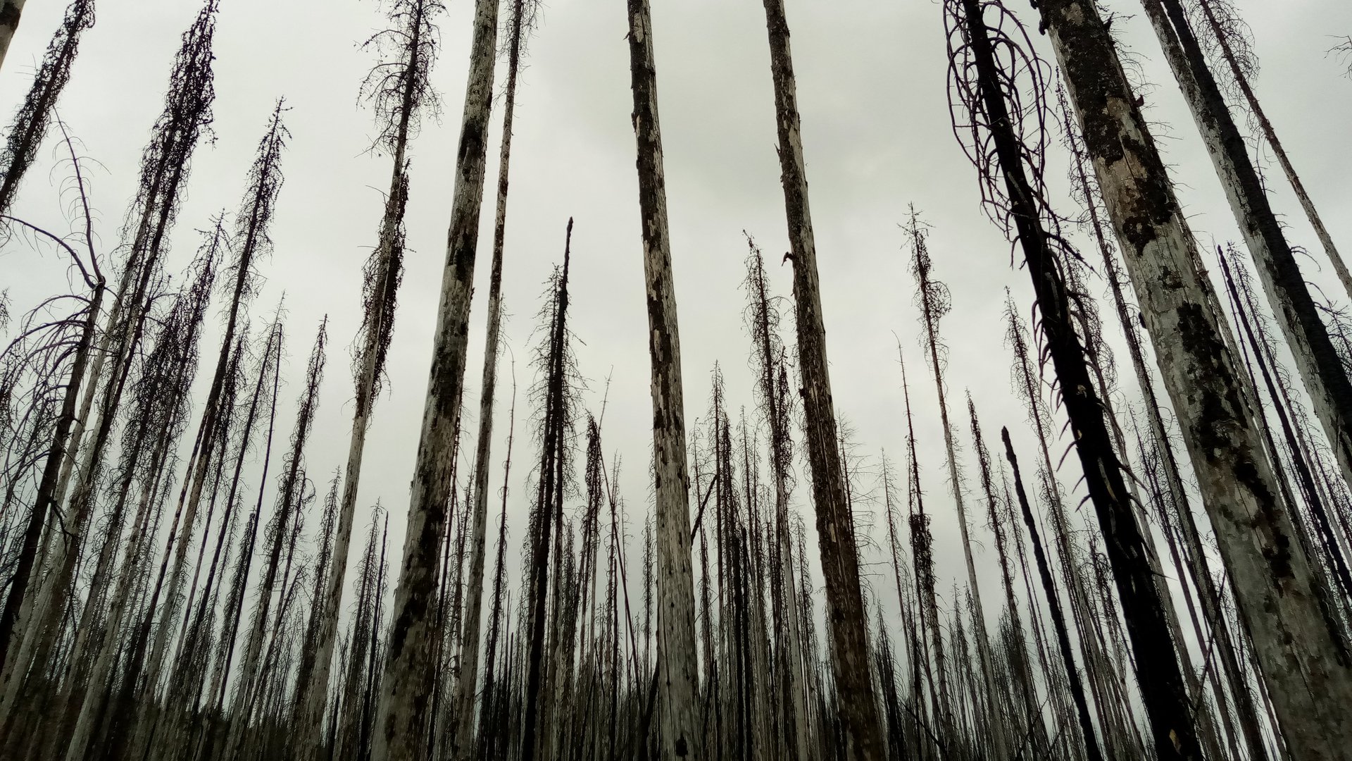 Colville National Forest