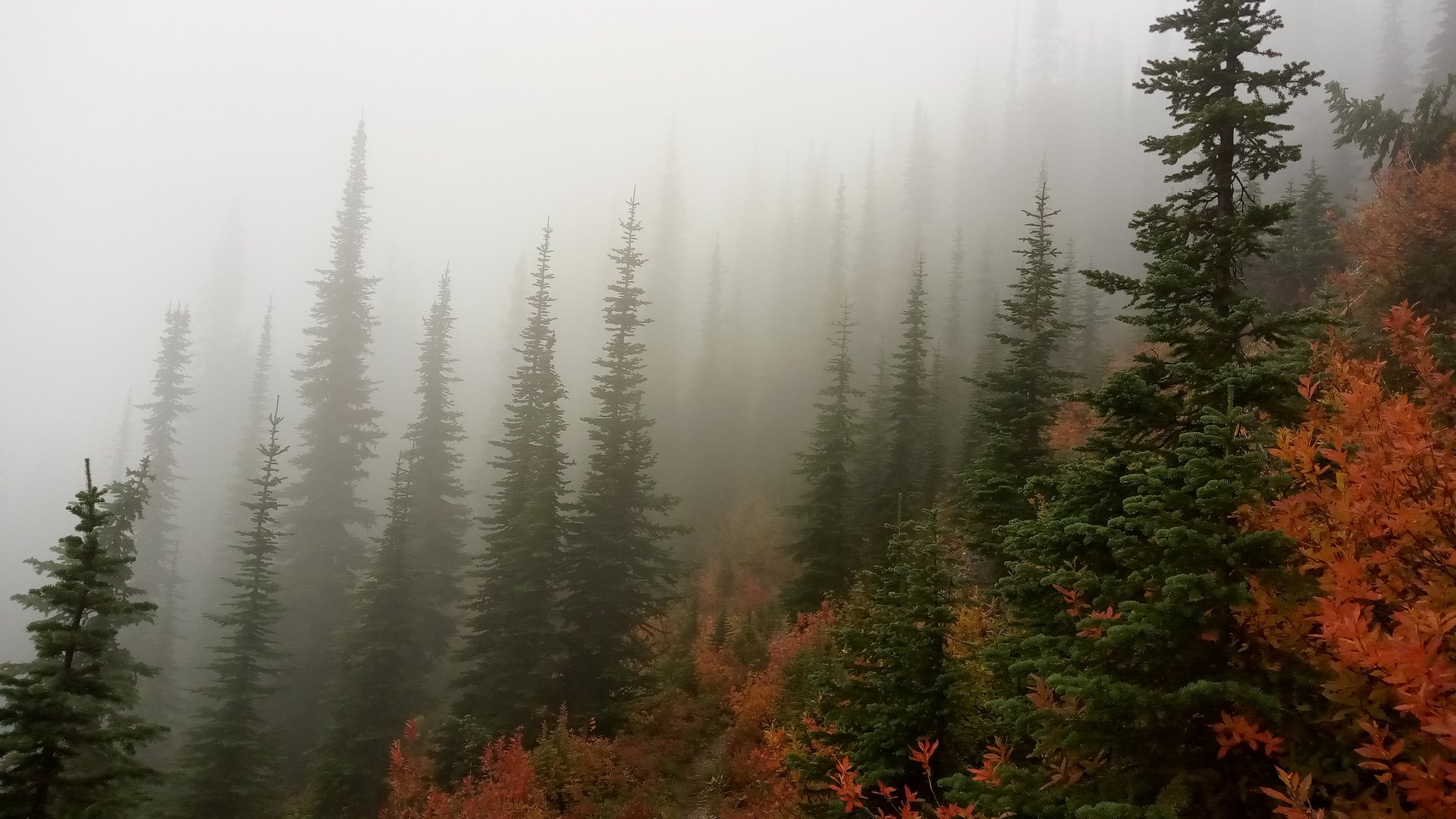 Salmo-Priest Wilderness