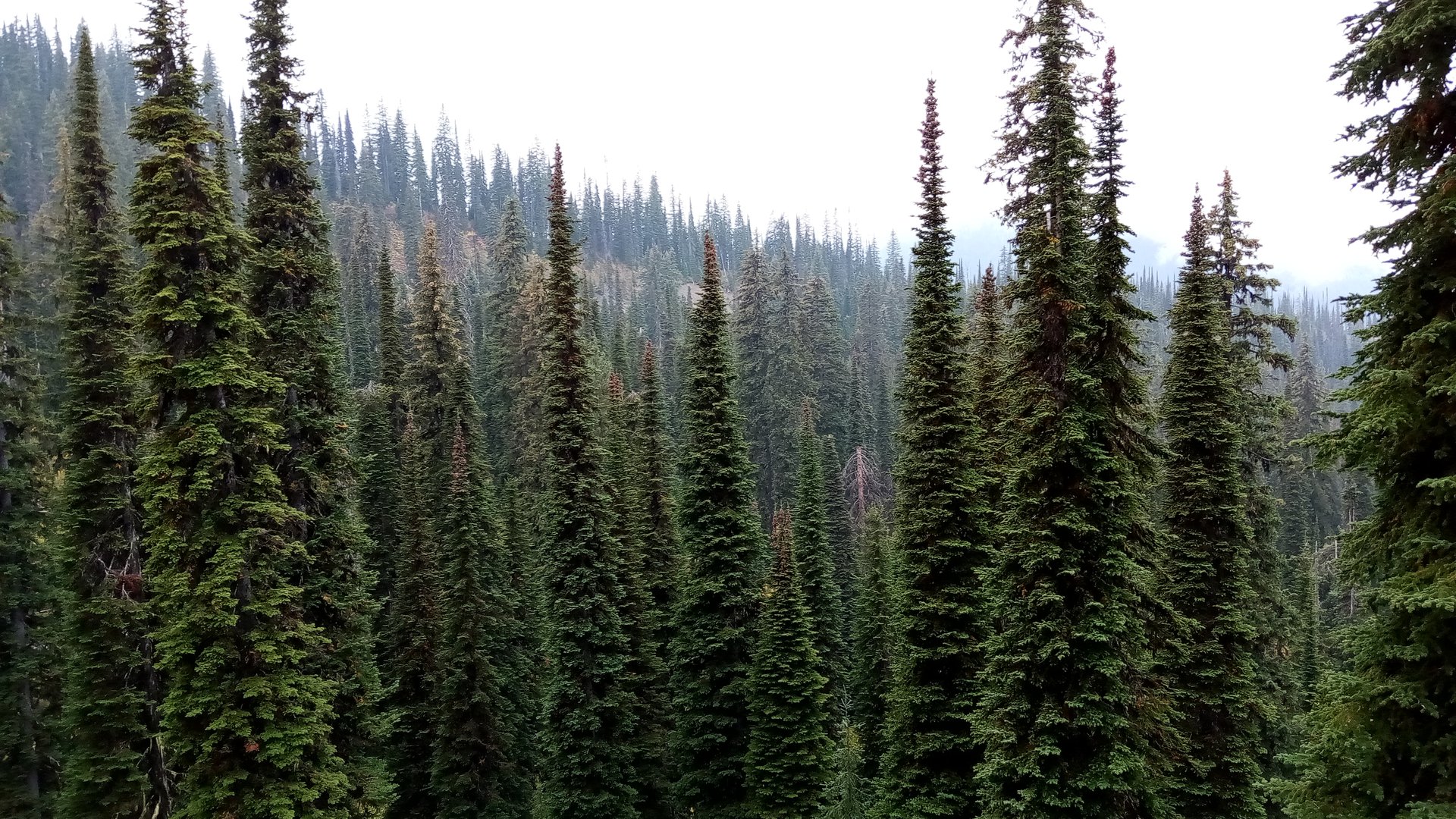 Salmo-Priest Wilderness