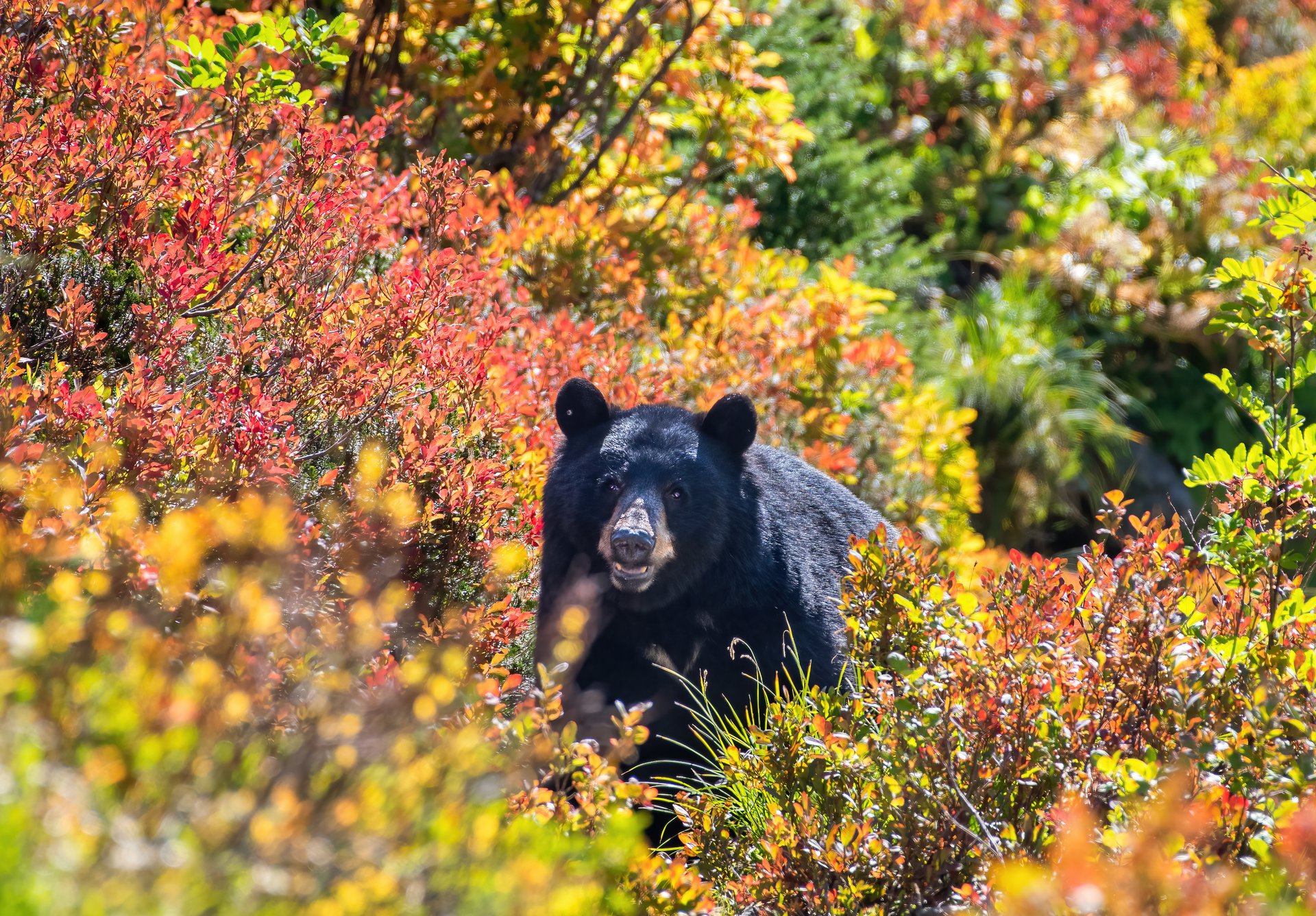 Black Bear