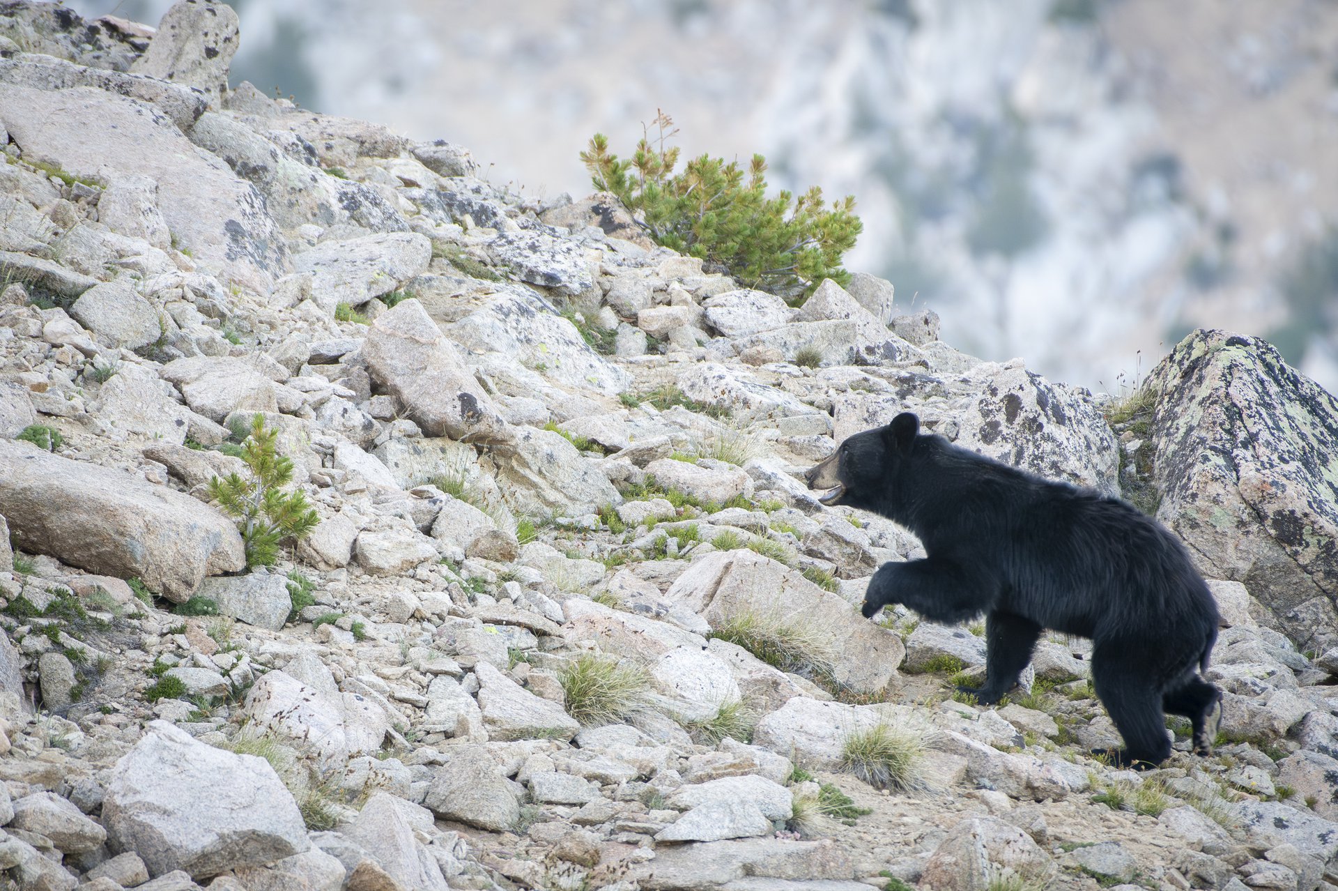 Black Bear