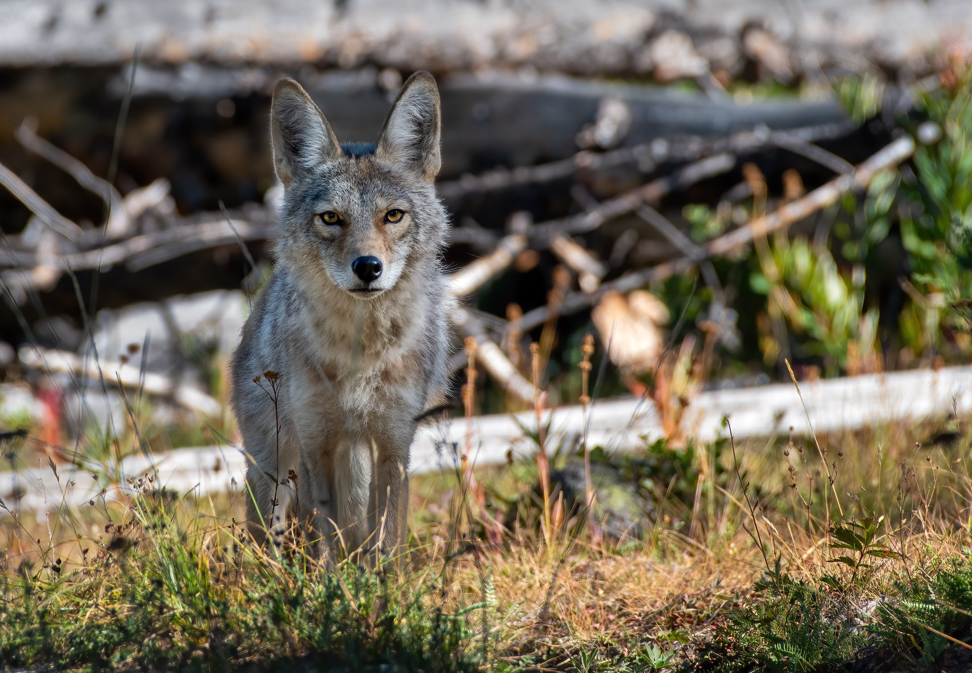 Coyote