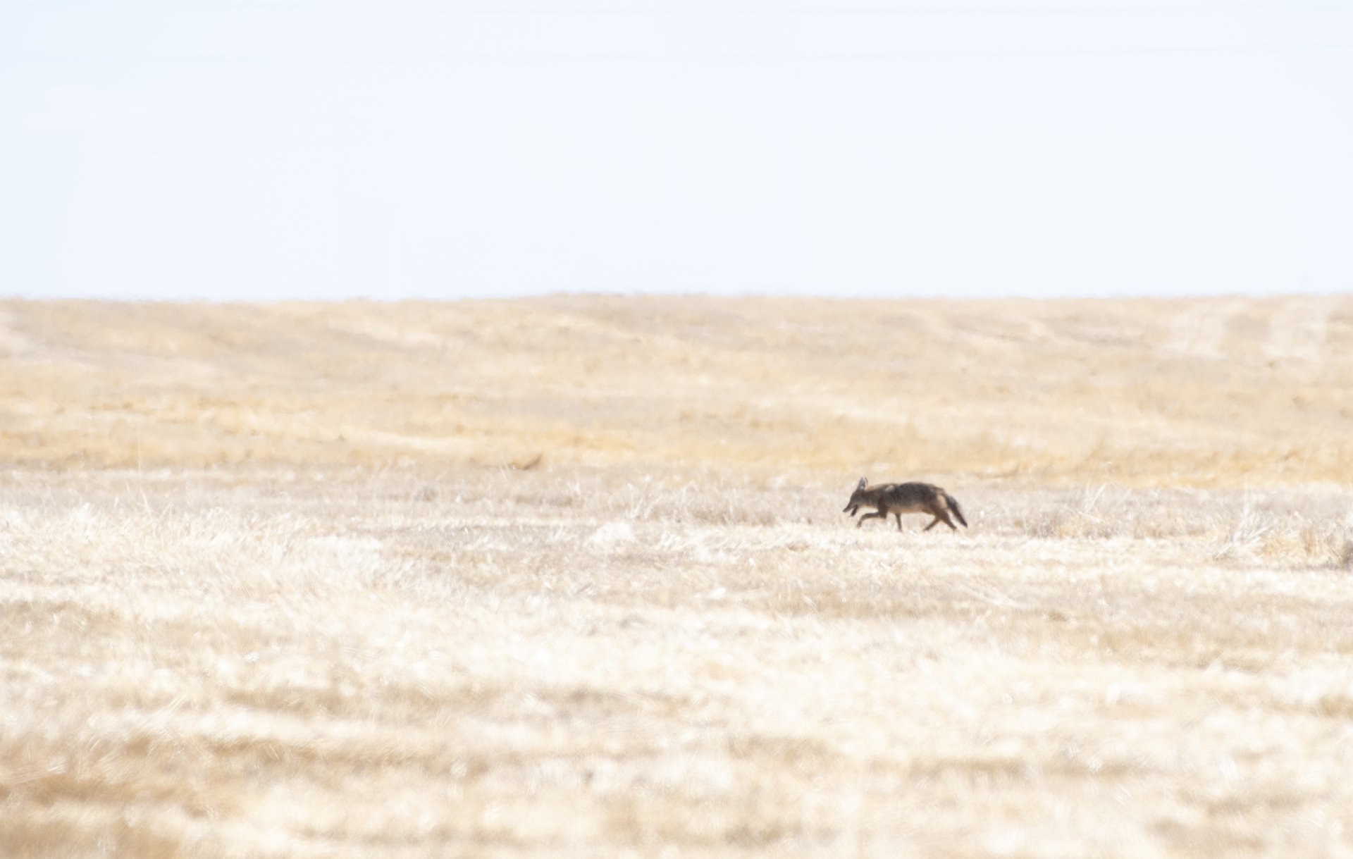 Coyote