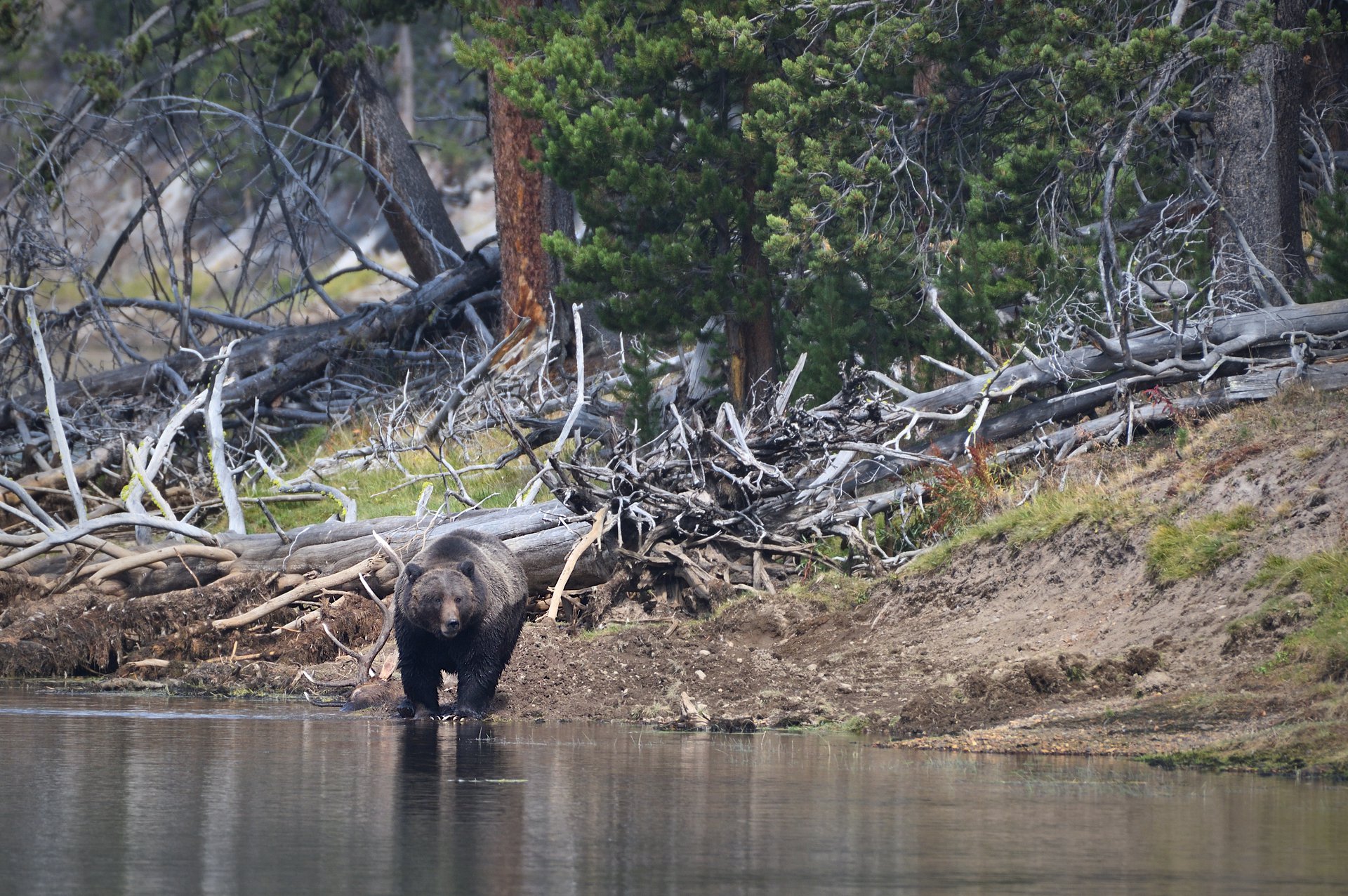 Grizzly Bear