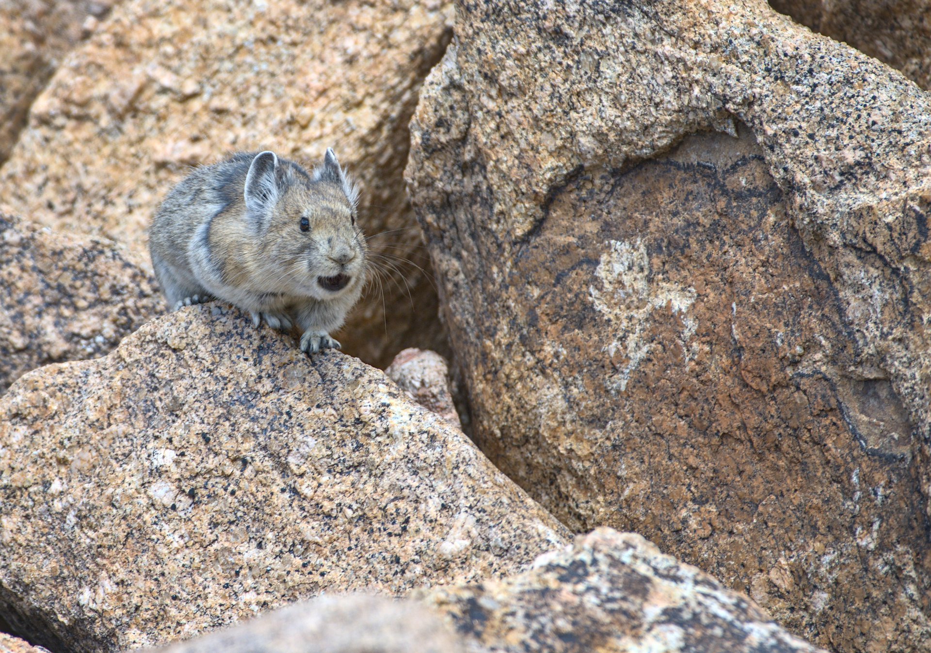 American Pika