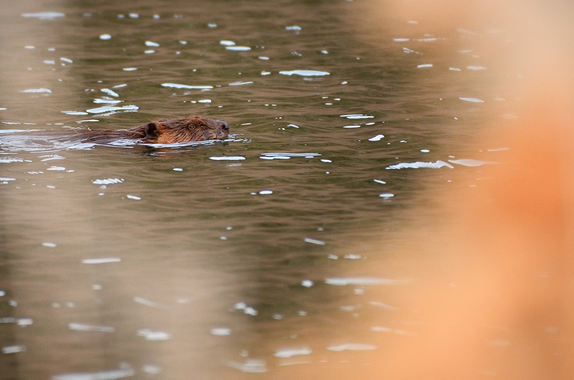 American Beaver