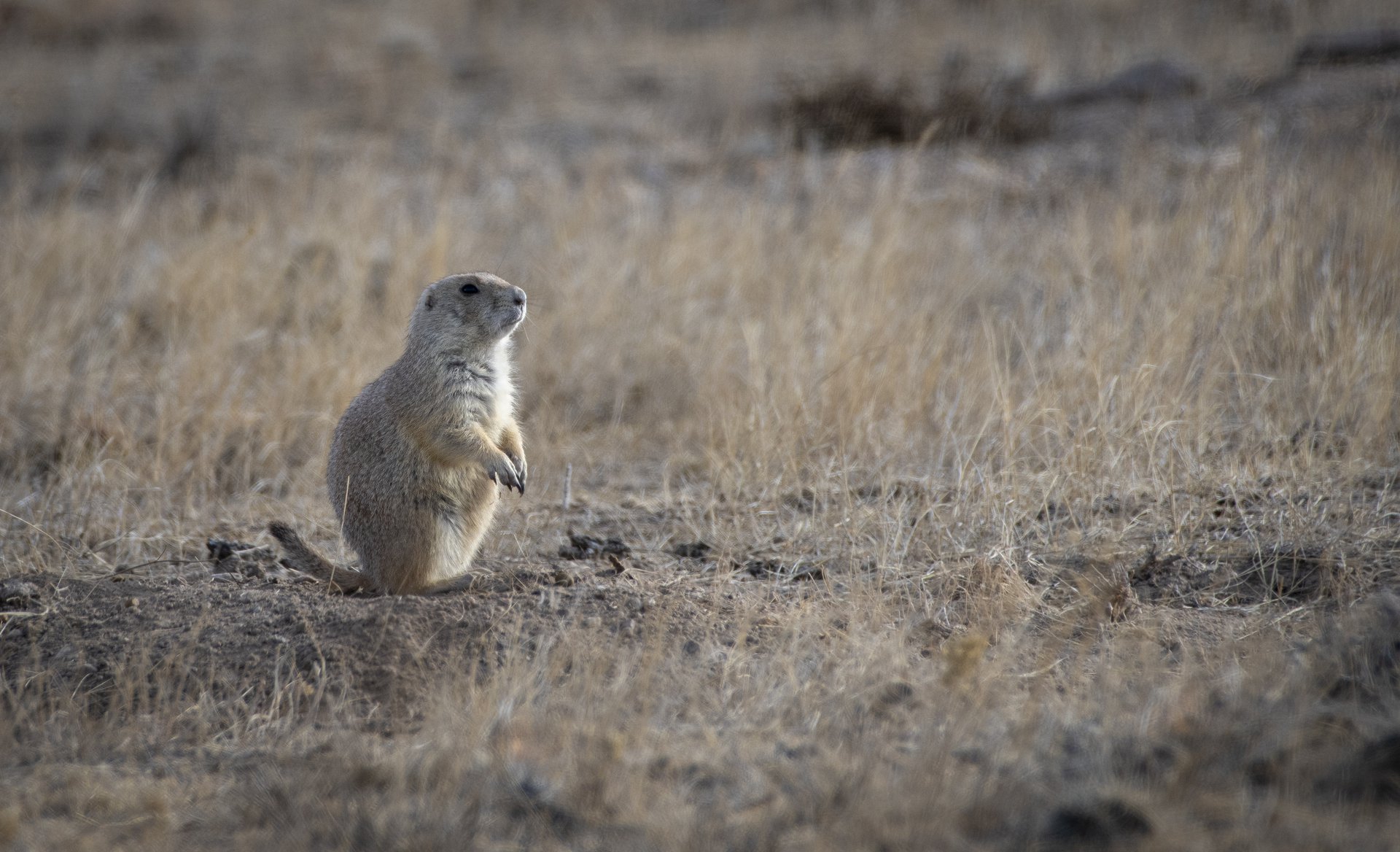 Black-tailed Prairie Dog