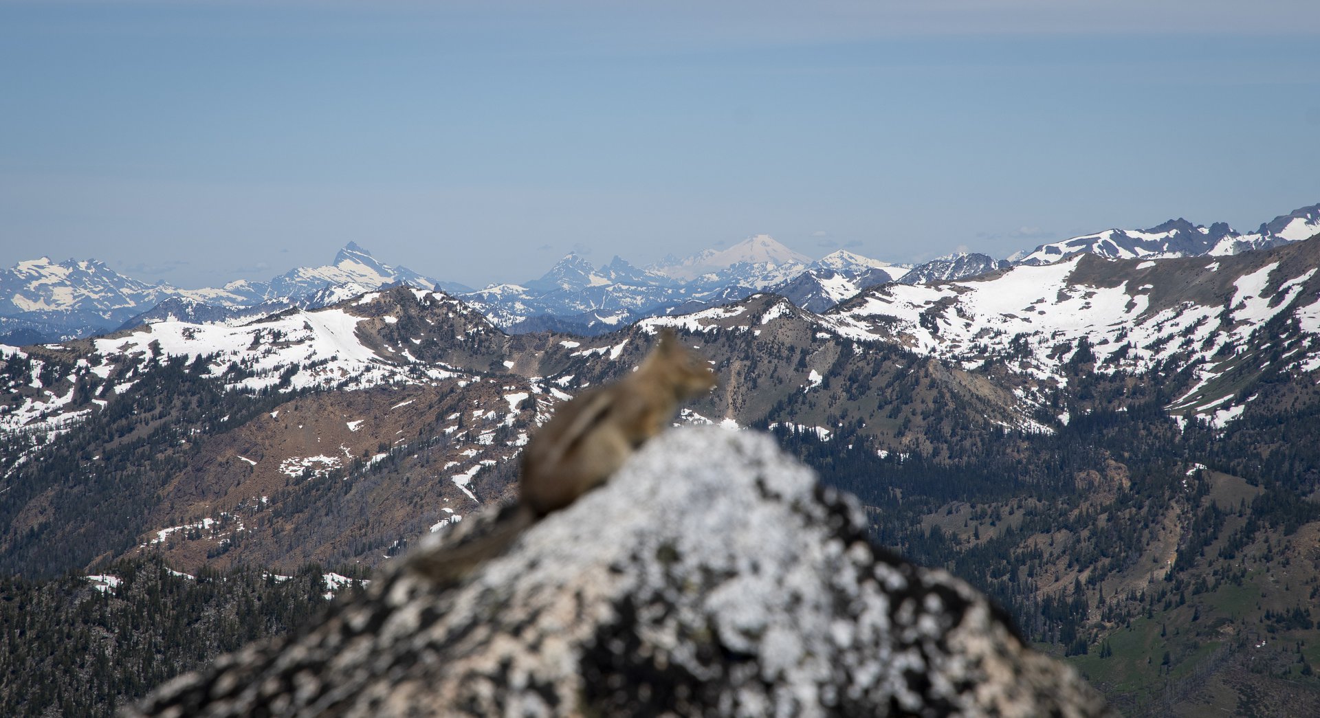 Cascades Golden-mantled Ground Squirrel