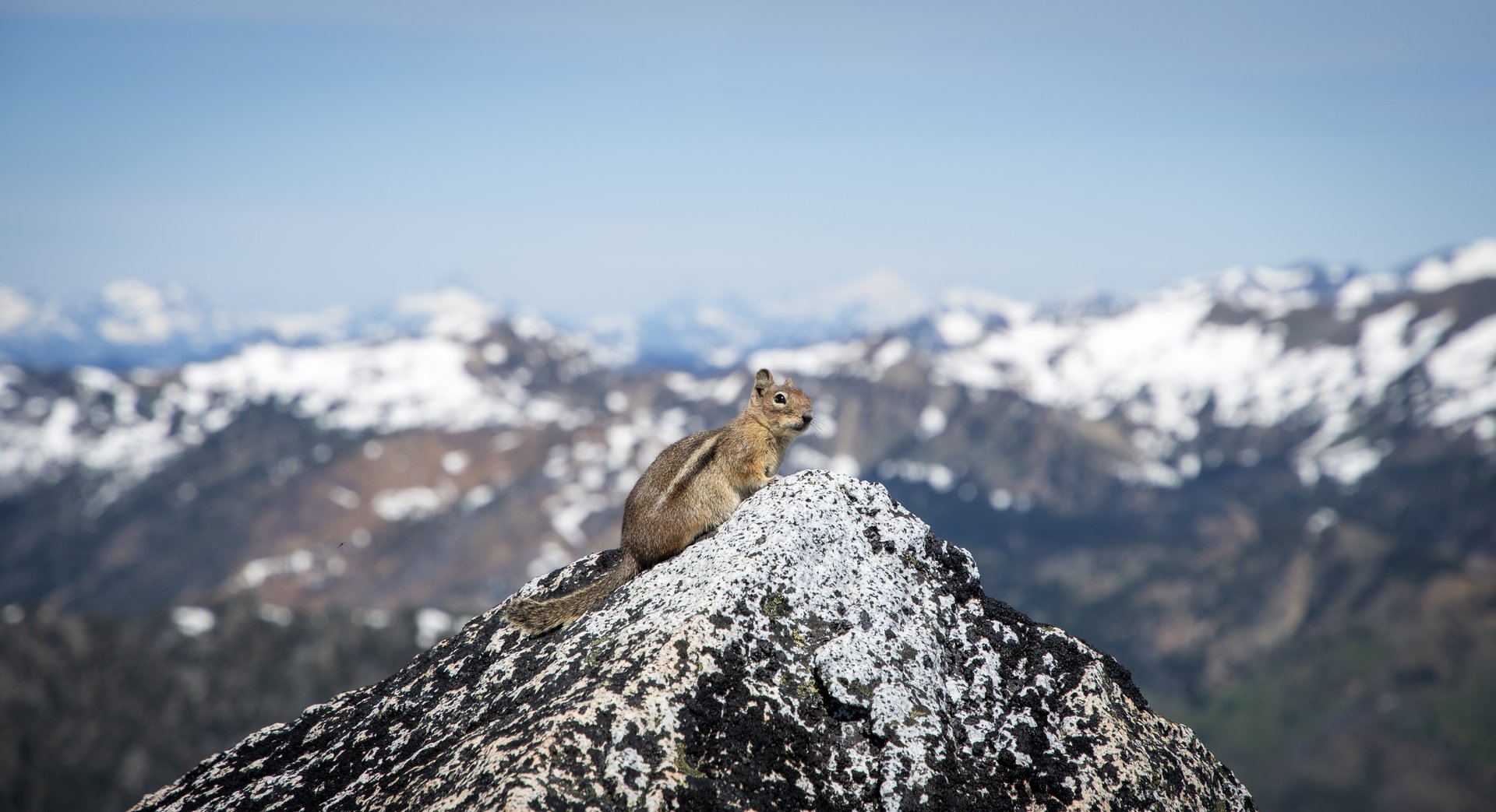 Cascades Golden-mantled Ground Squirrel