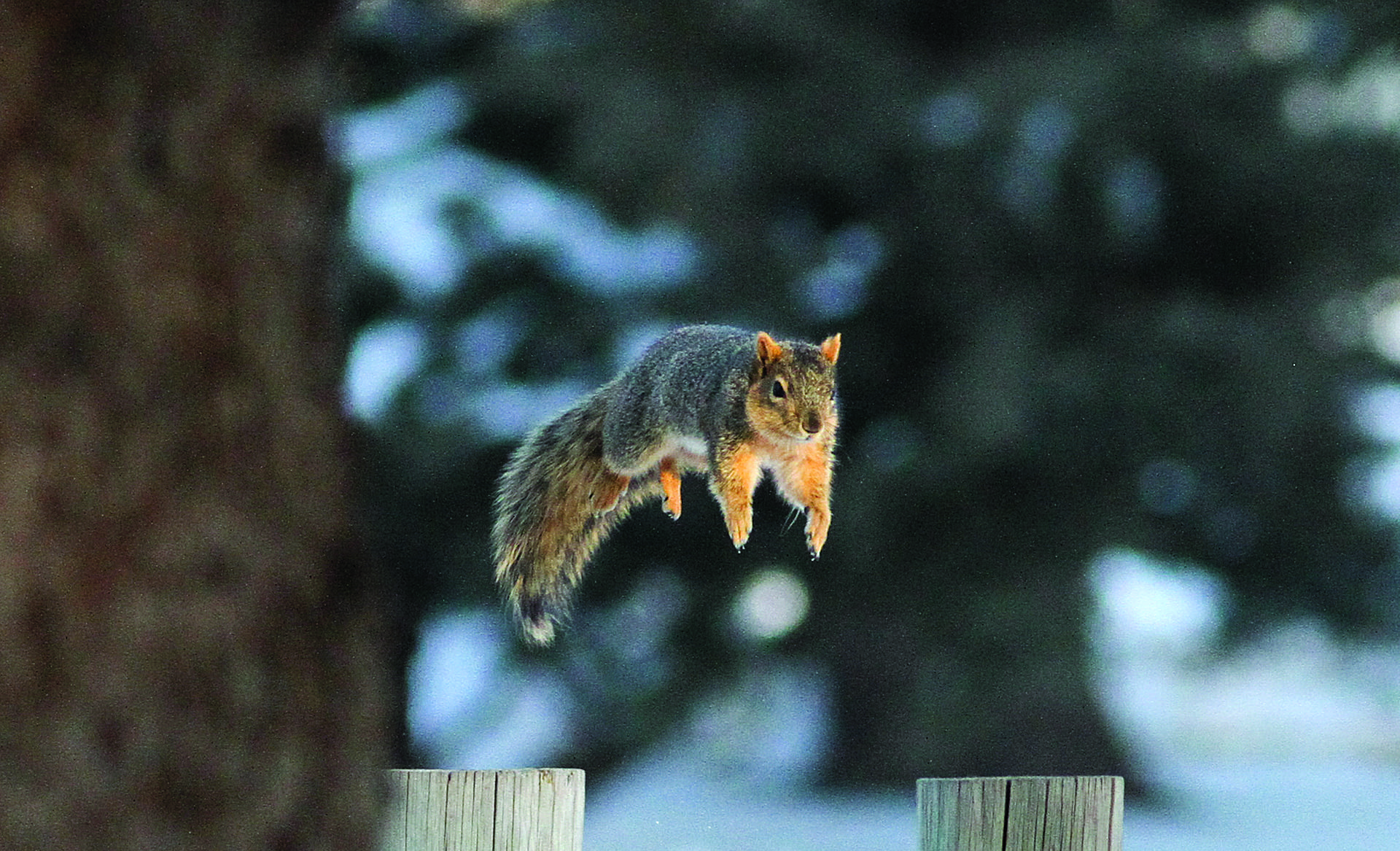 Fox Squirrel
