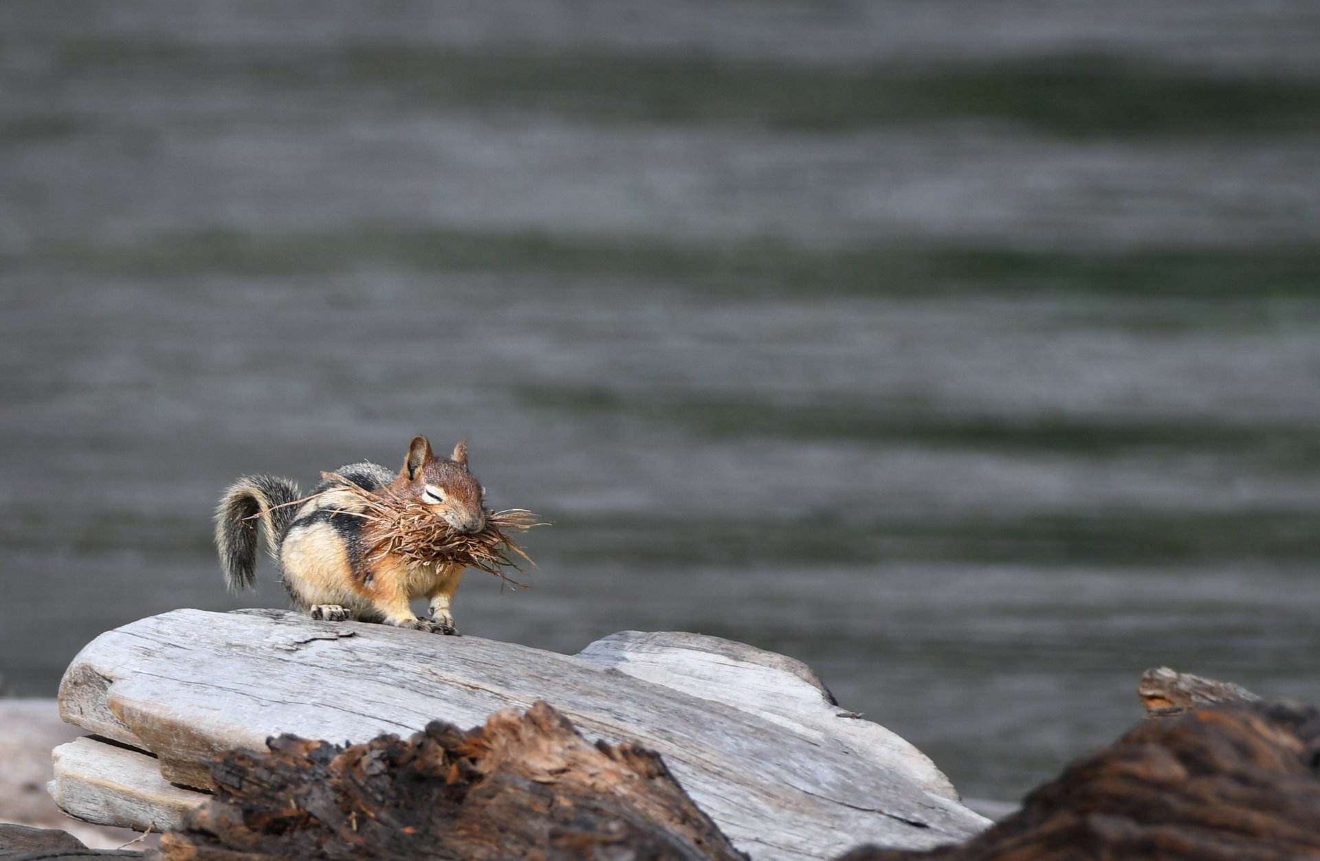Golden-mantled Ground Squirrel