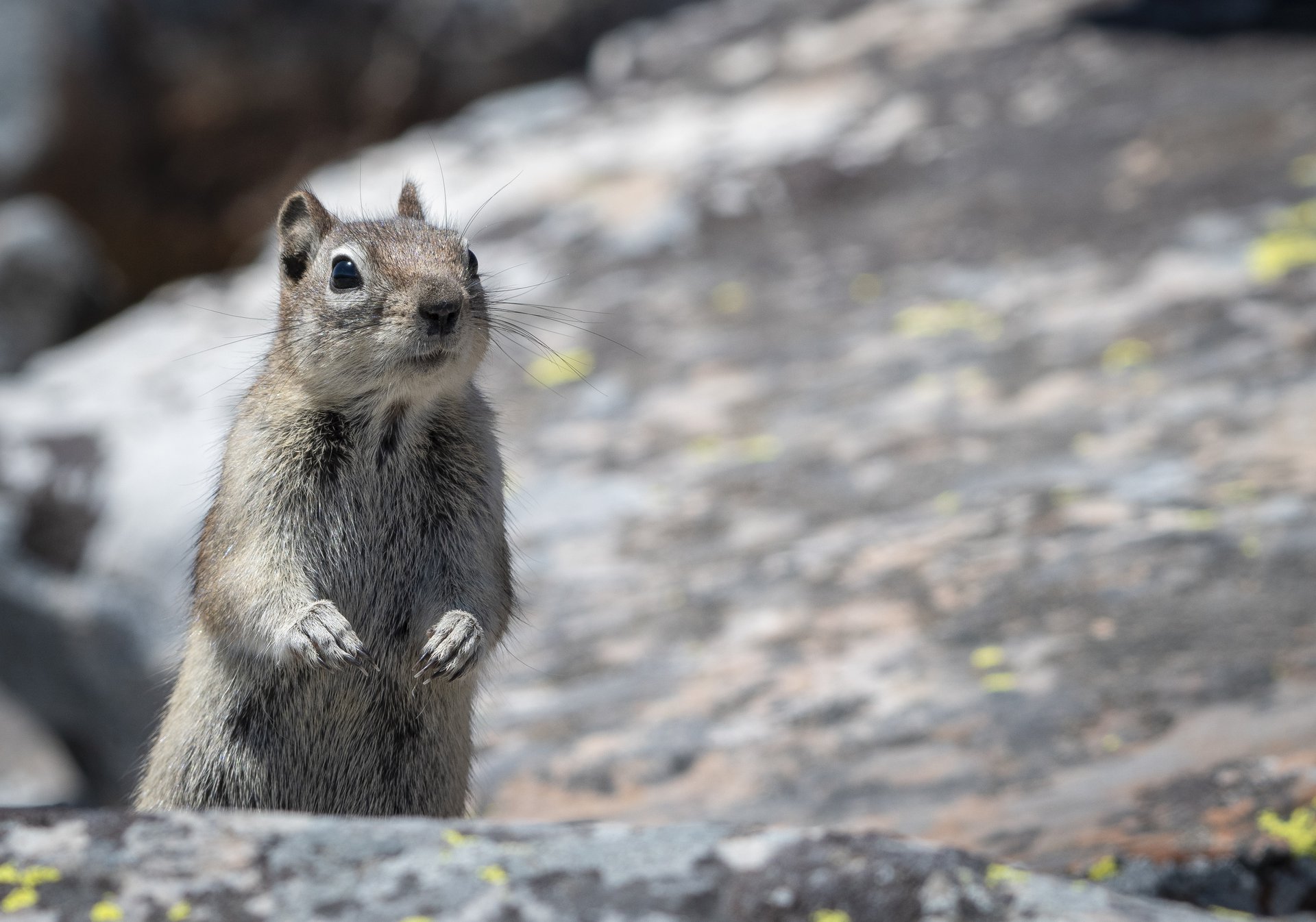 Golden-mantled Ground Squirrel