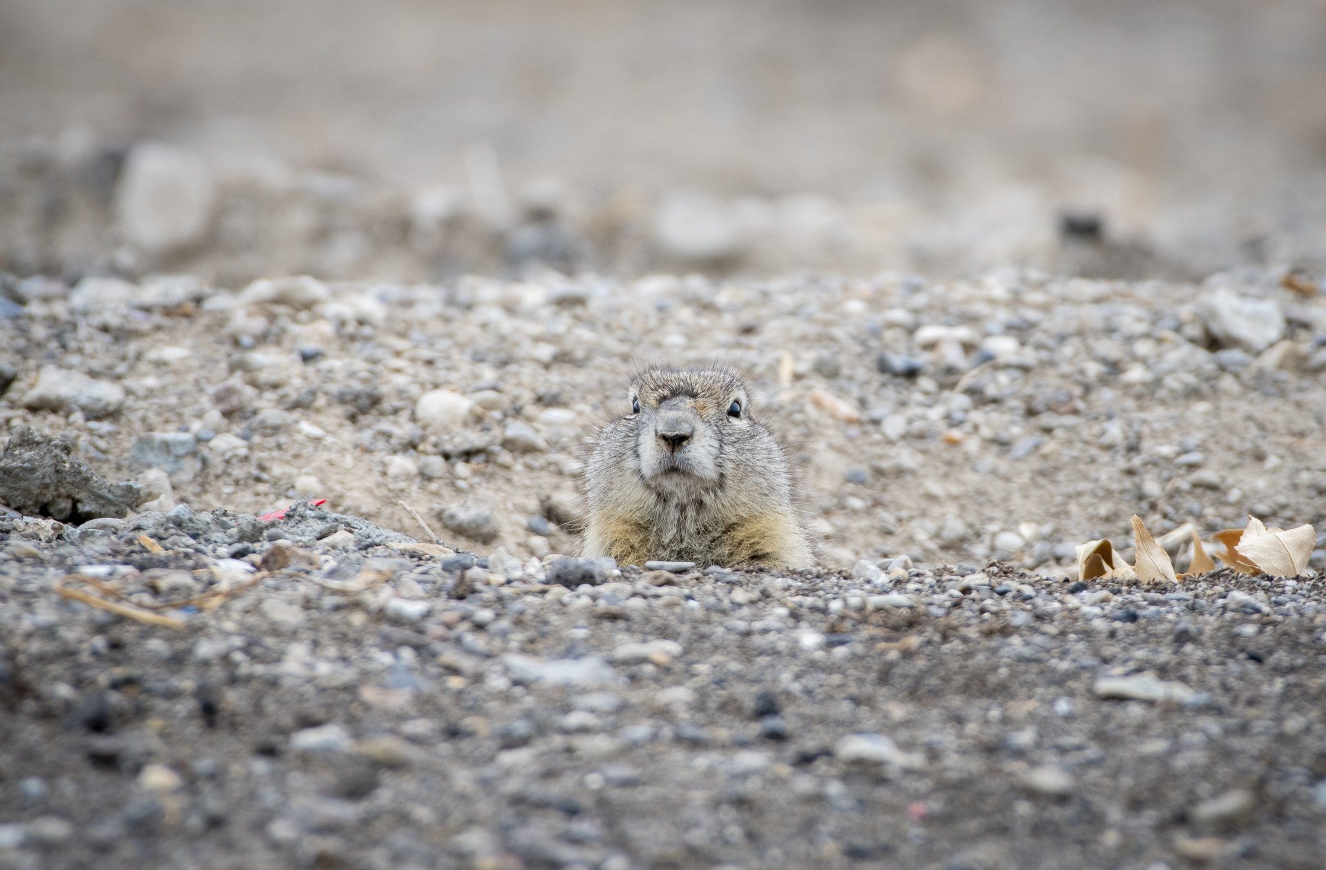 Ground squirrel