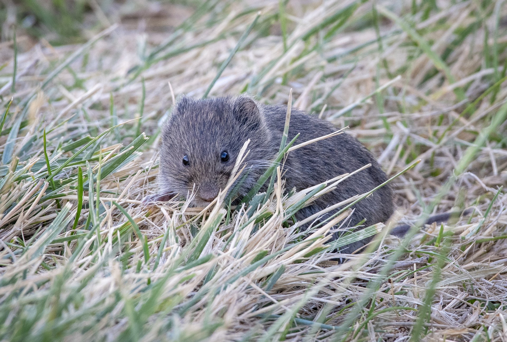 Vole