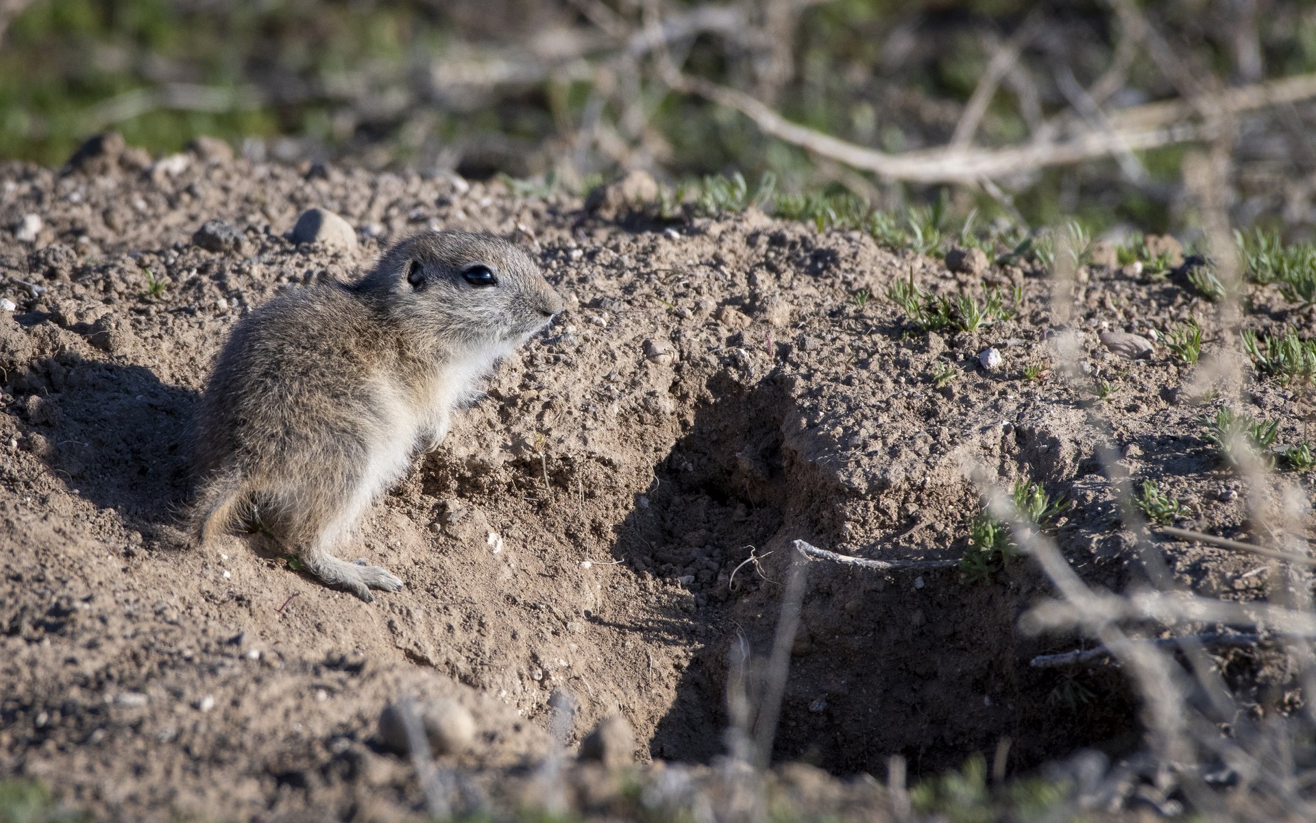 Piute Ground Squirrel