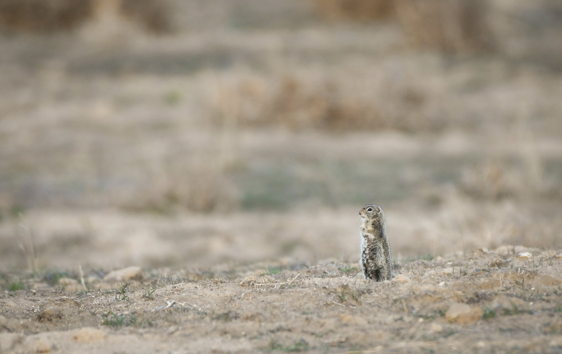 Piute Ground Squirrel