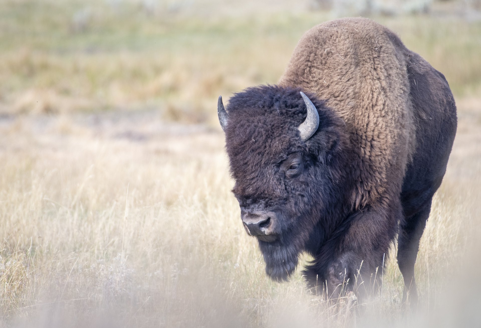 Bison