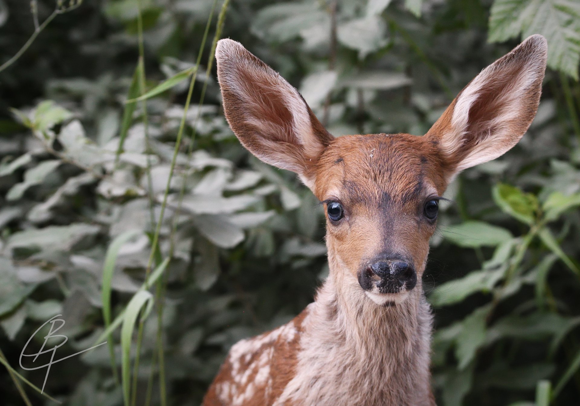 Bambi