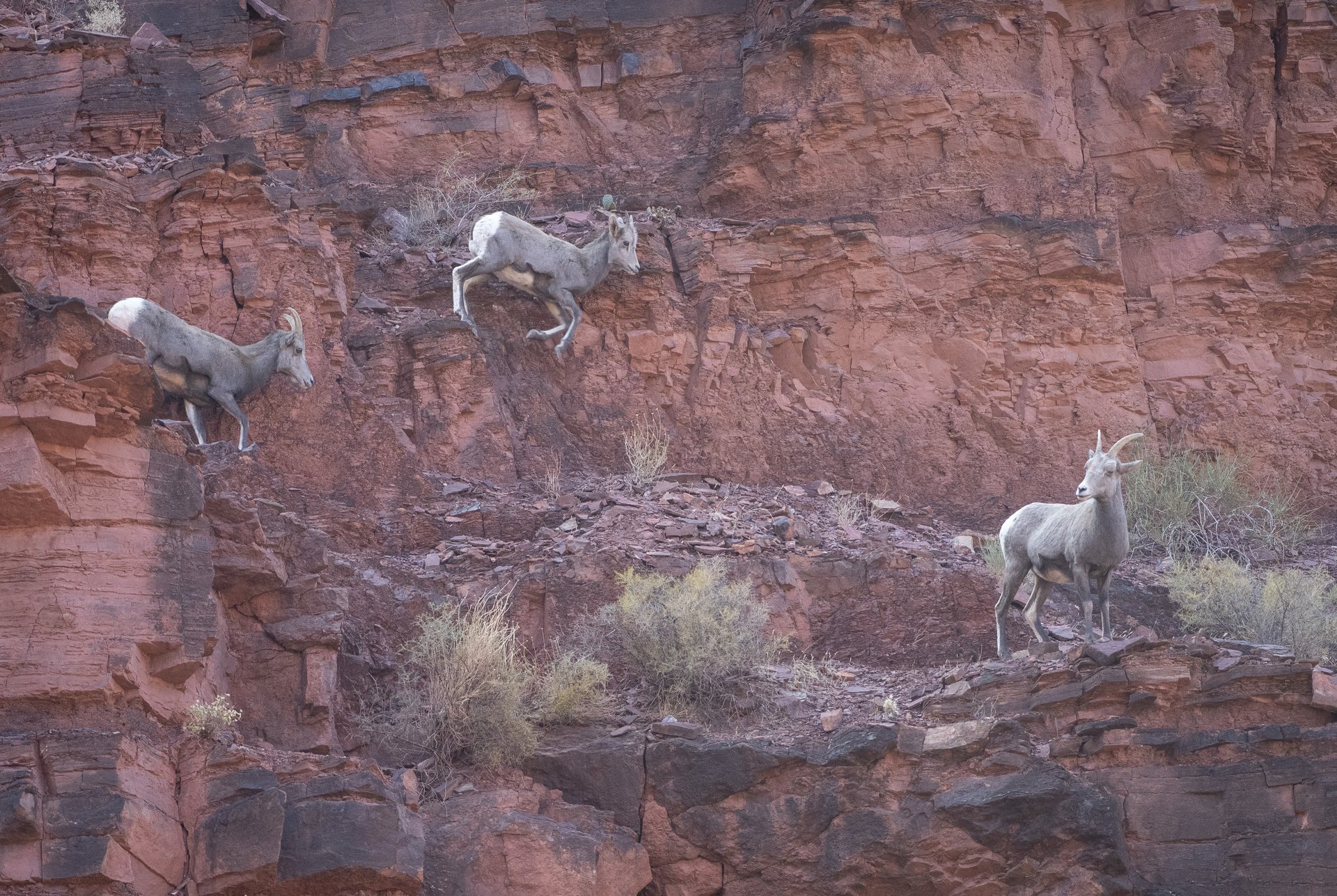 Bighorn Sheep