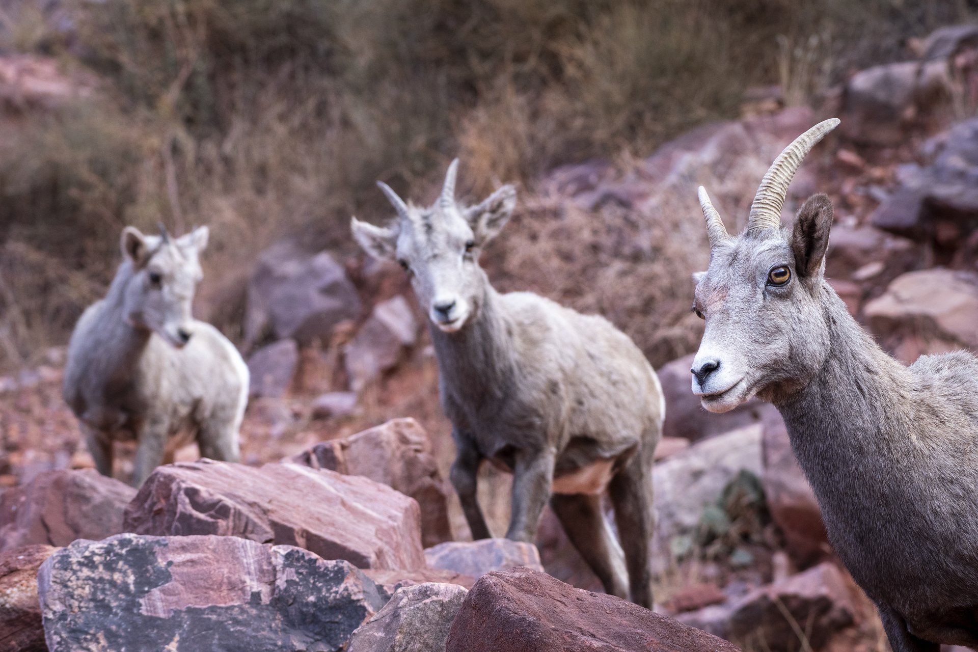 Bighorn Sheep