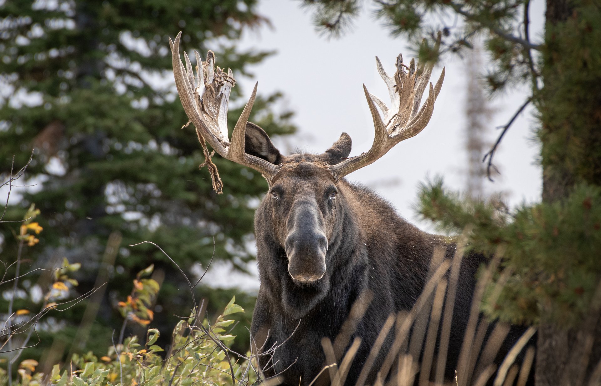 Bull Moose