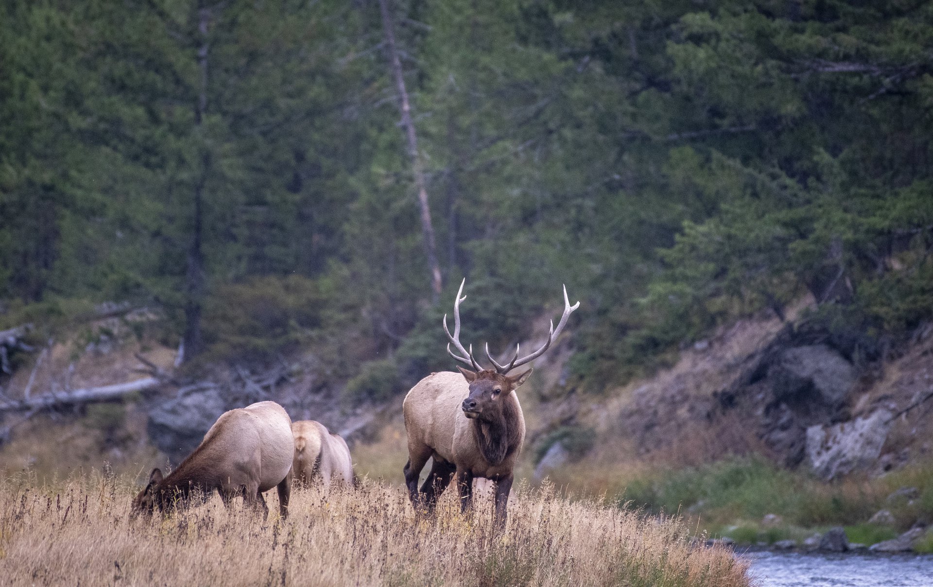 Elk