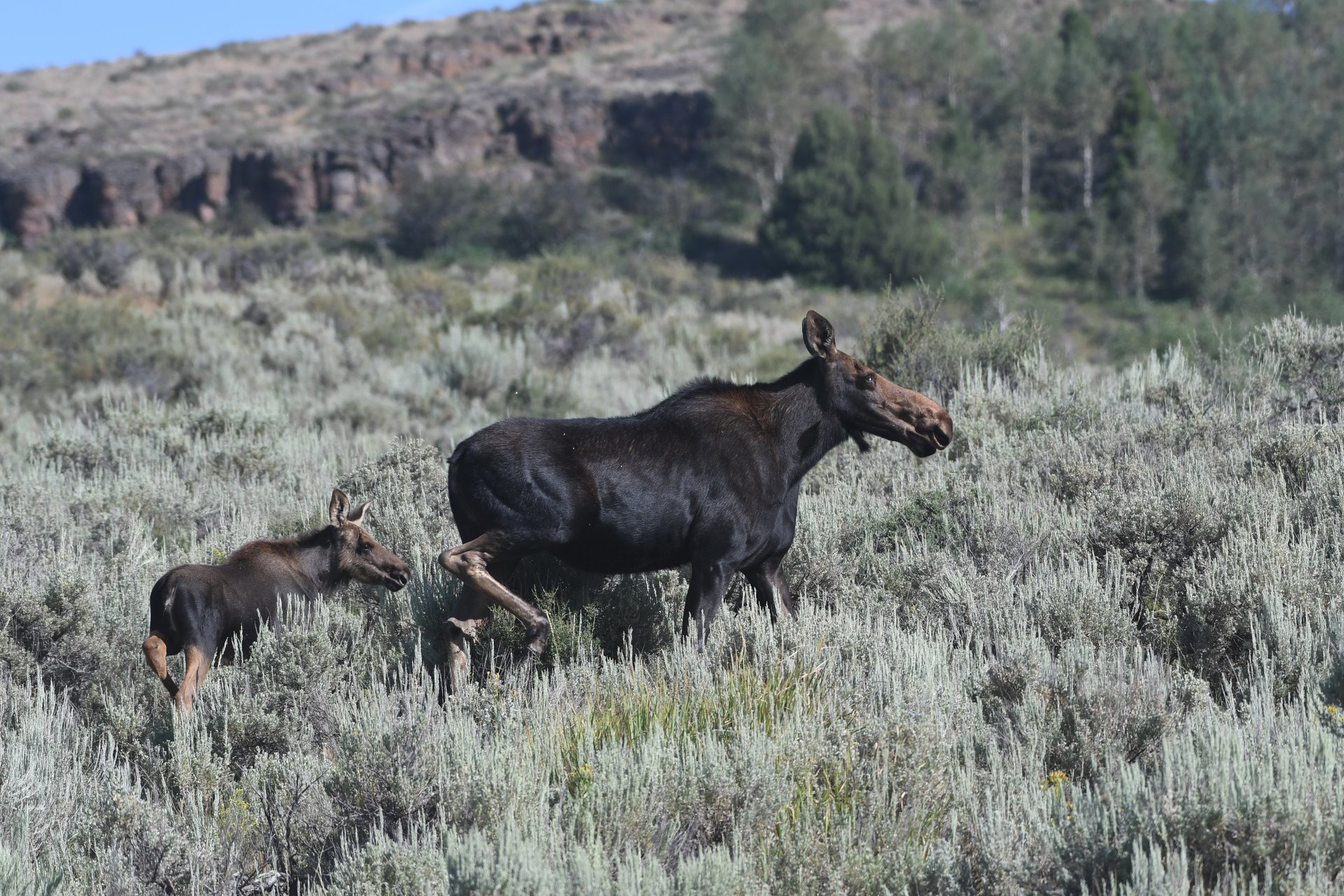 Moose