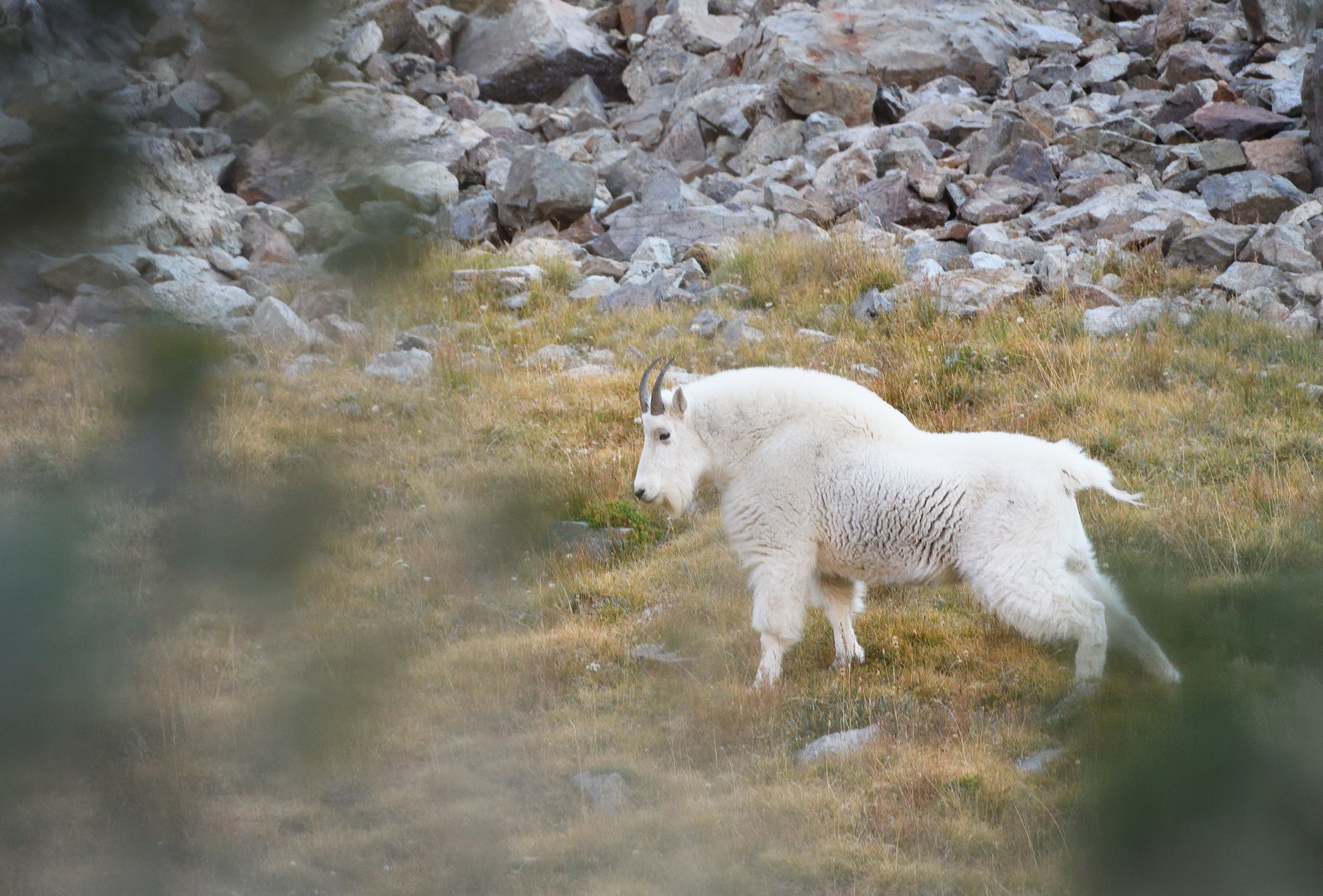 Mountain Goat