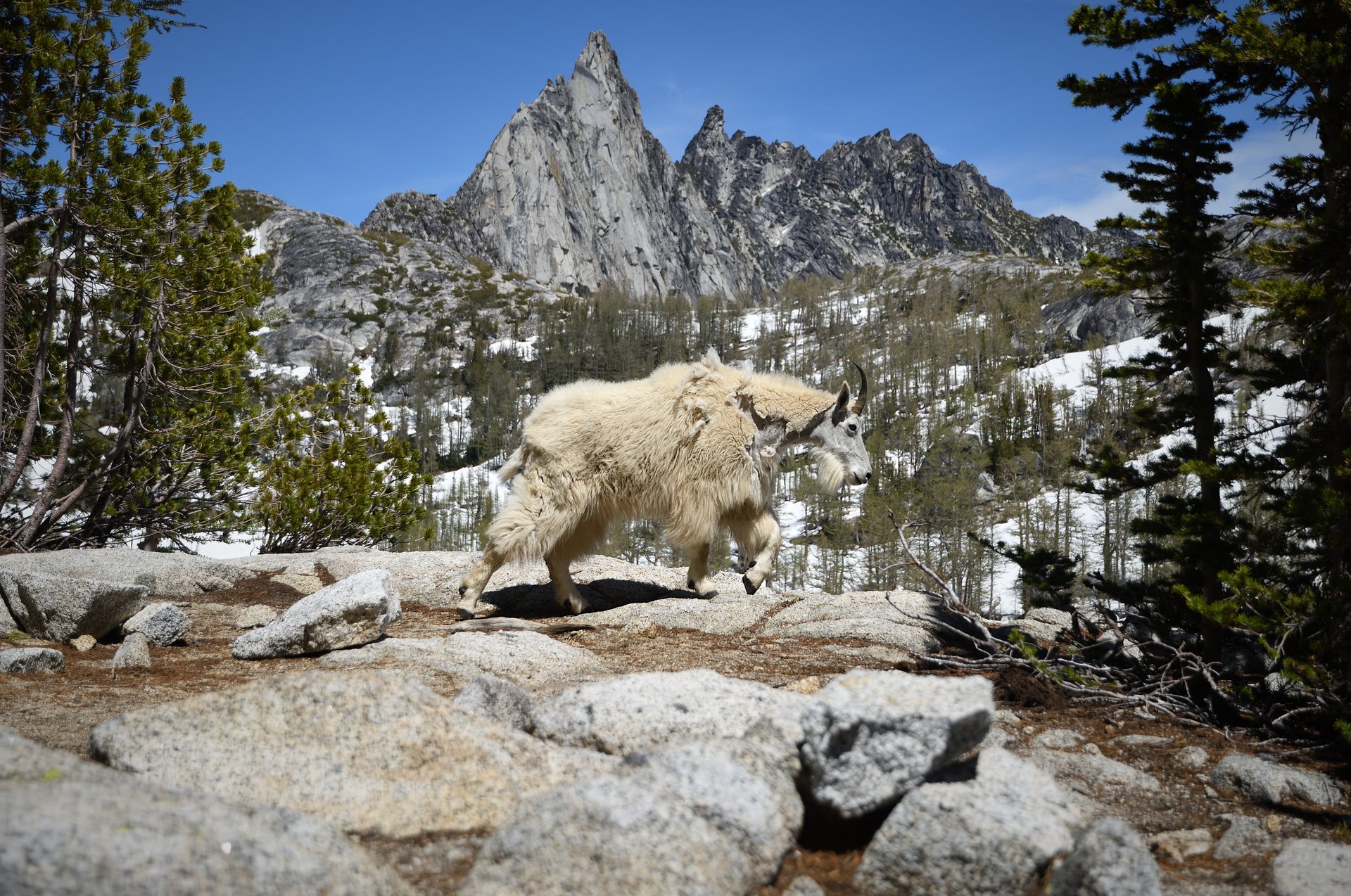 Mountain Goat
