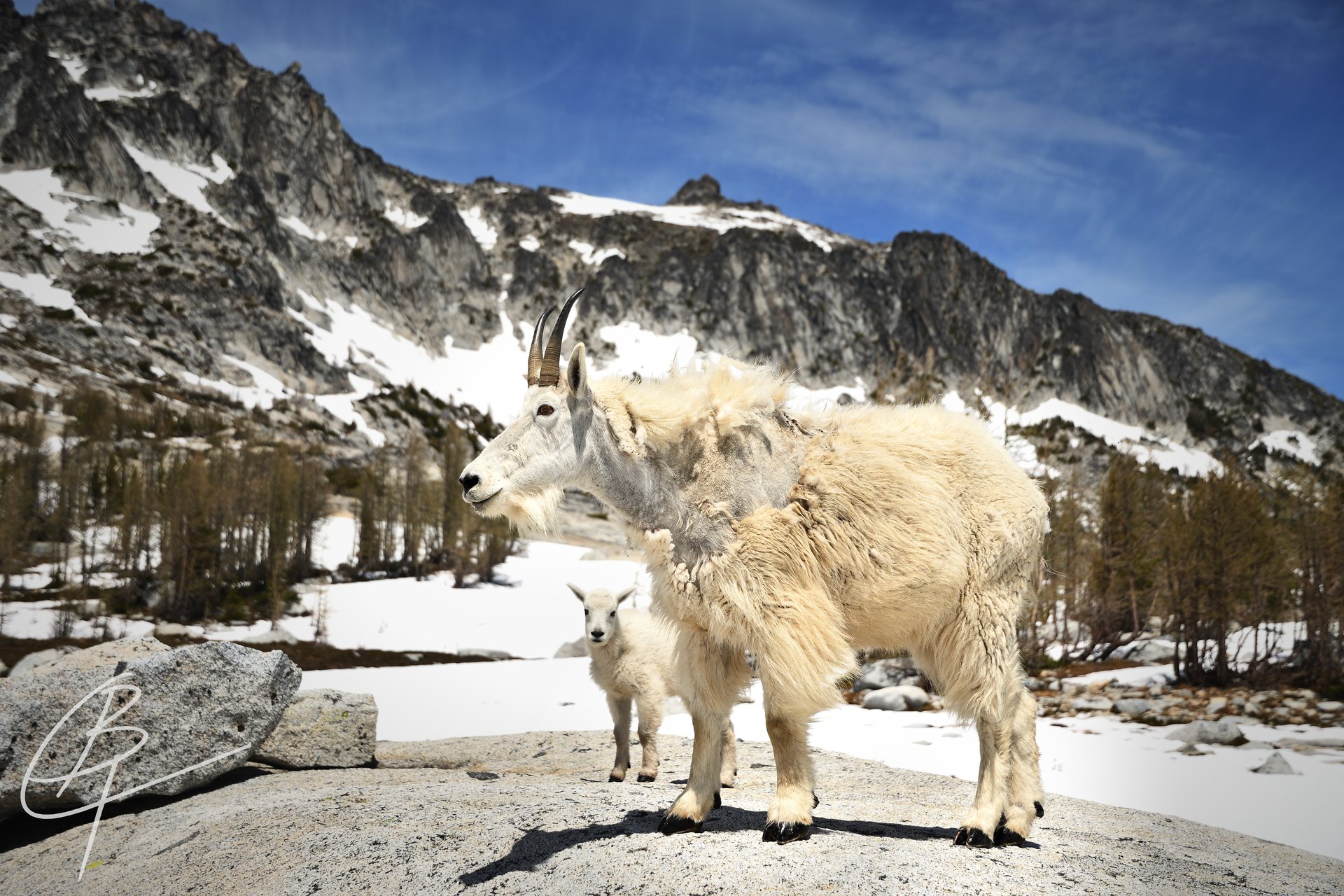 Mountain Goat