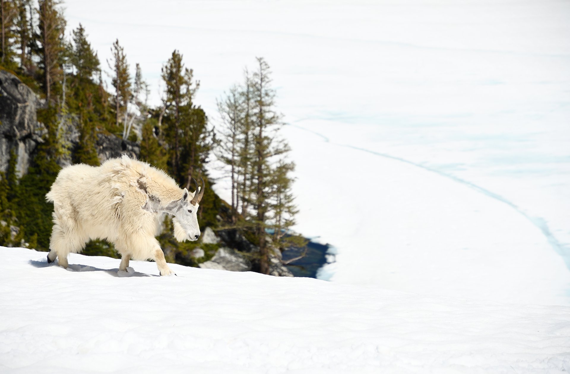 Mountain Goat