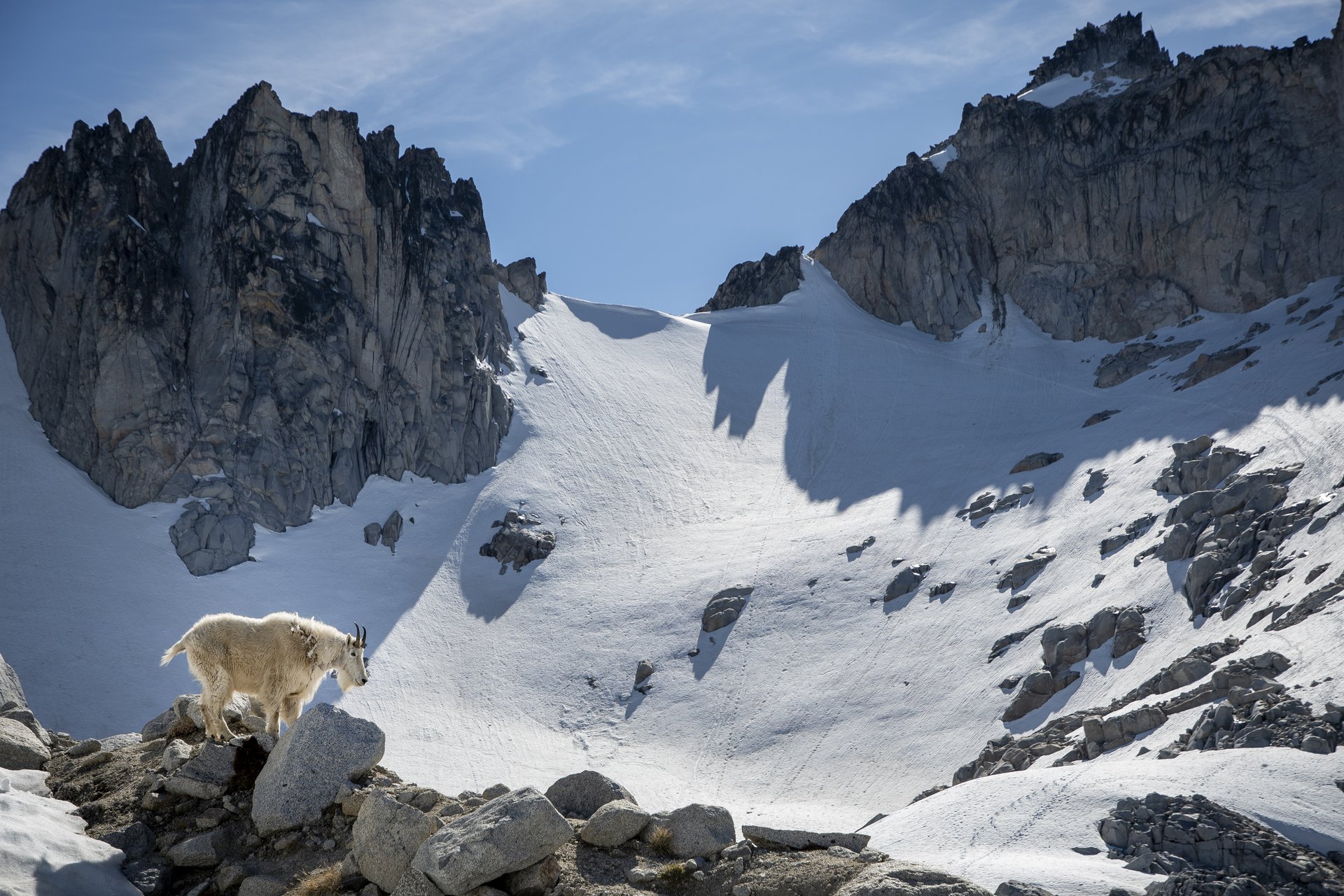 Mountain Goat