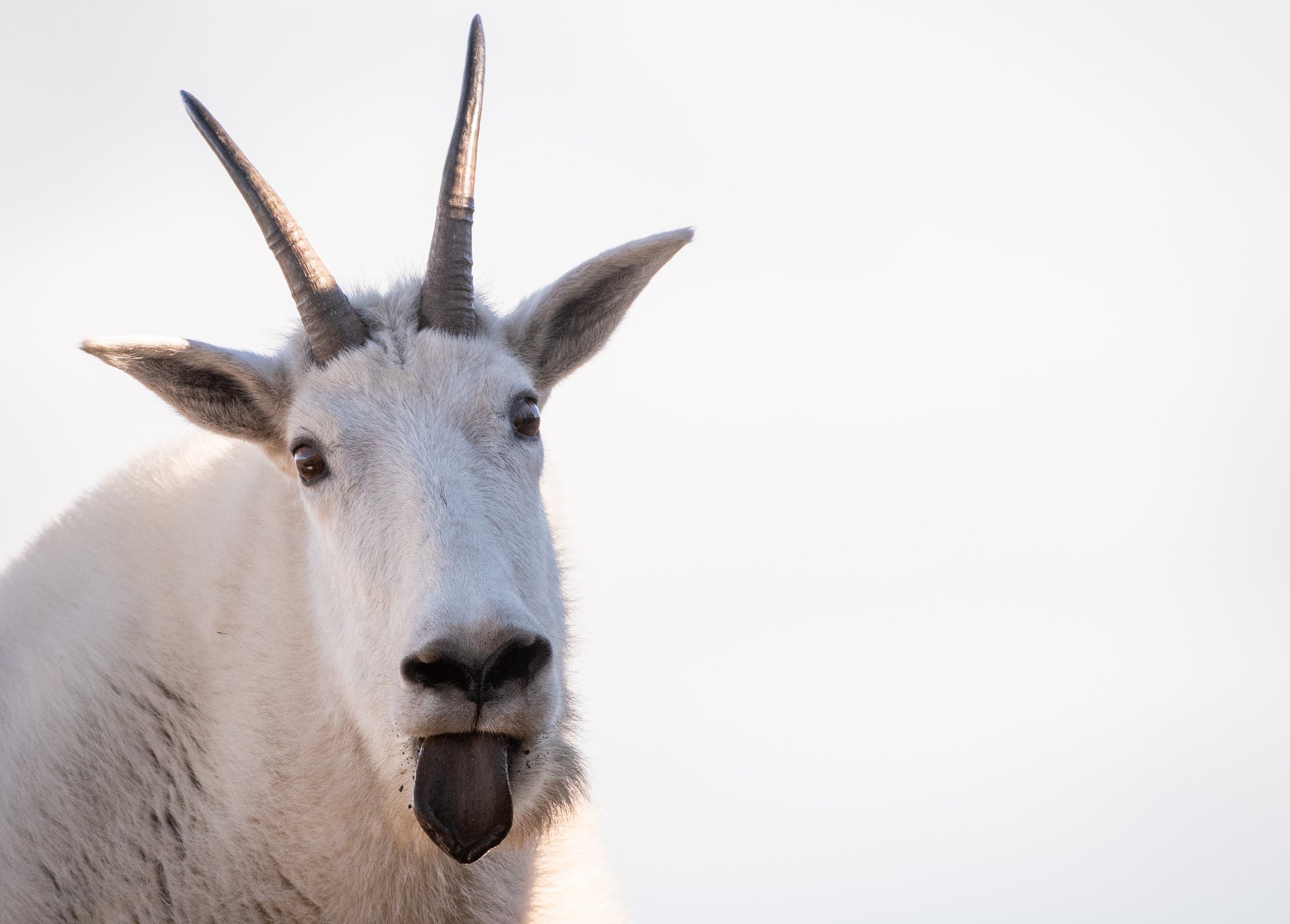 Mountain Goat