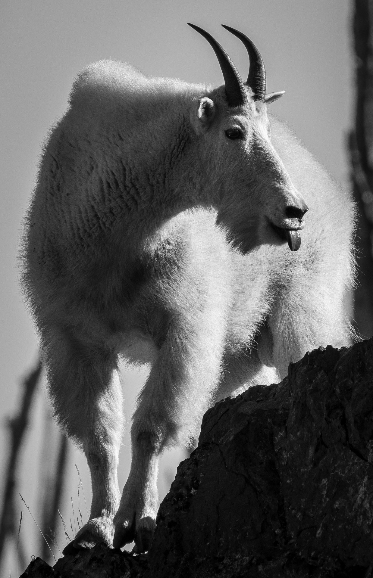 Mountain Goat