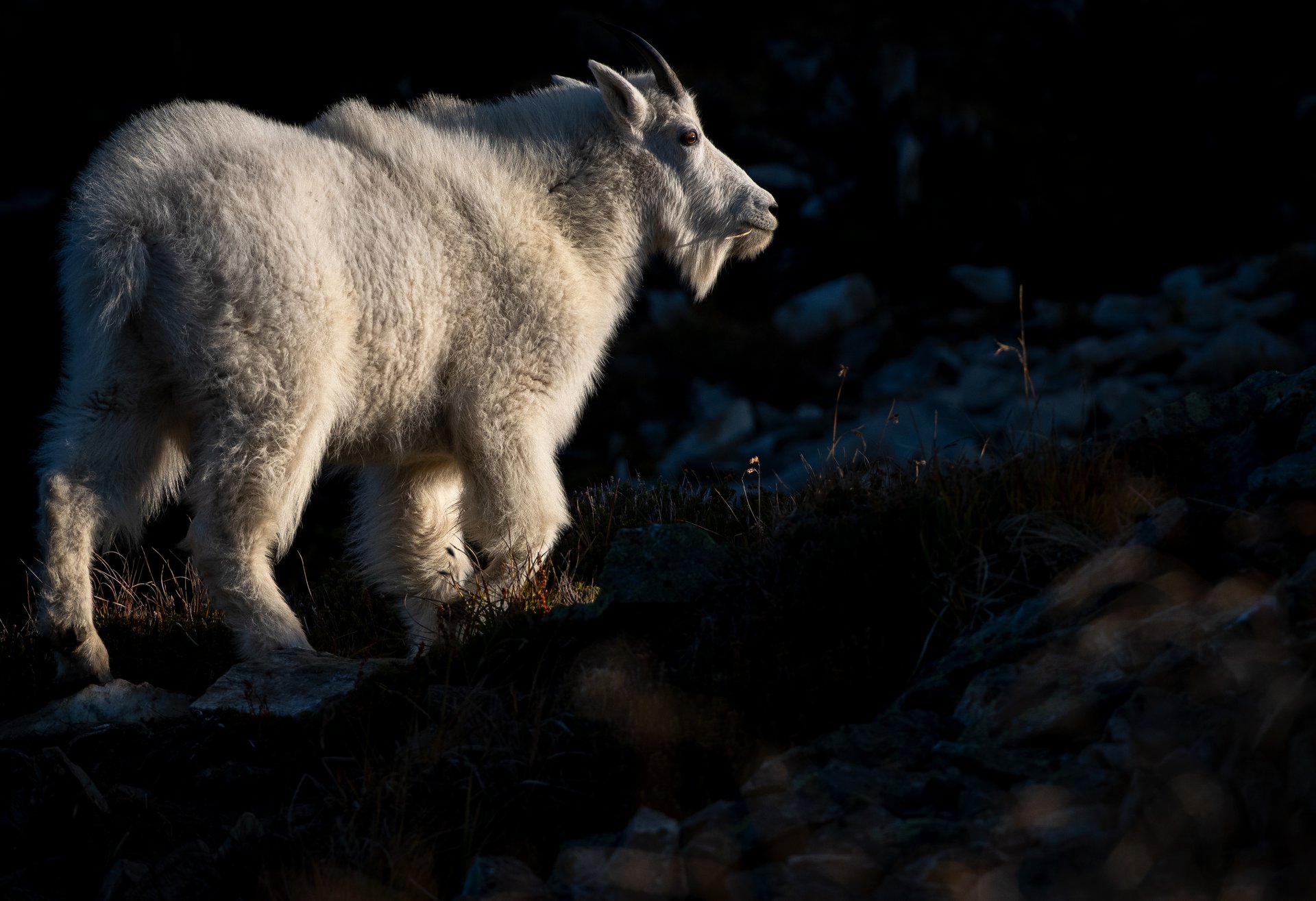 Mountain Goat