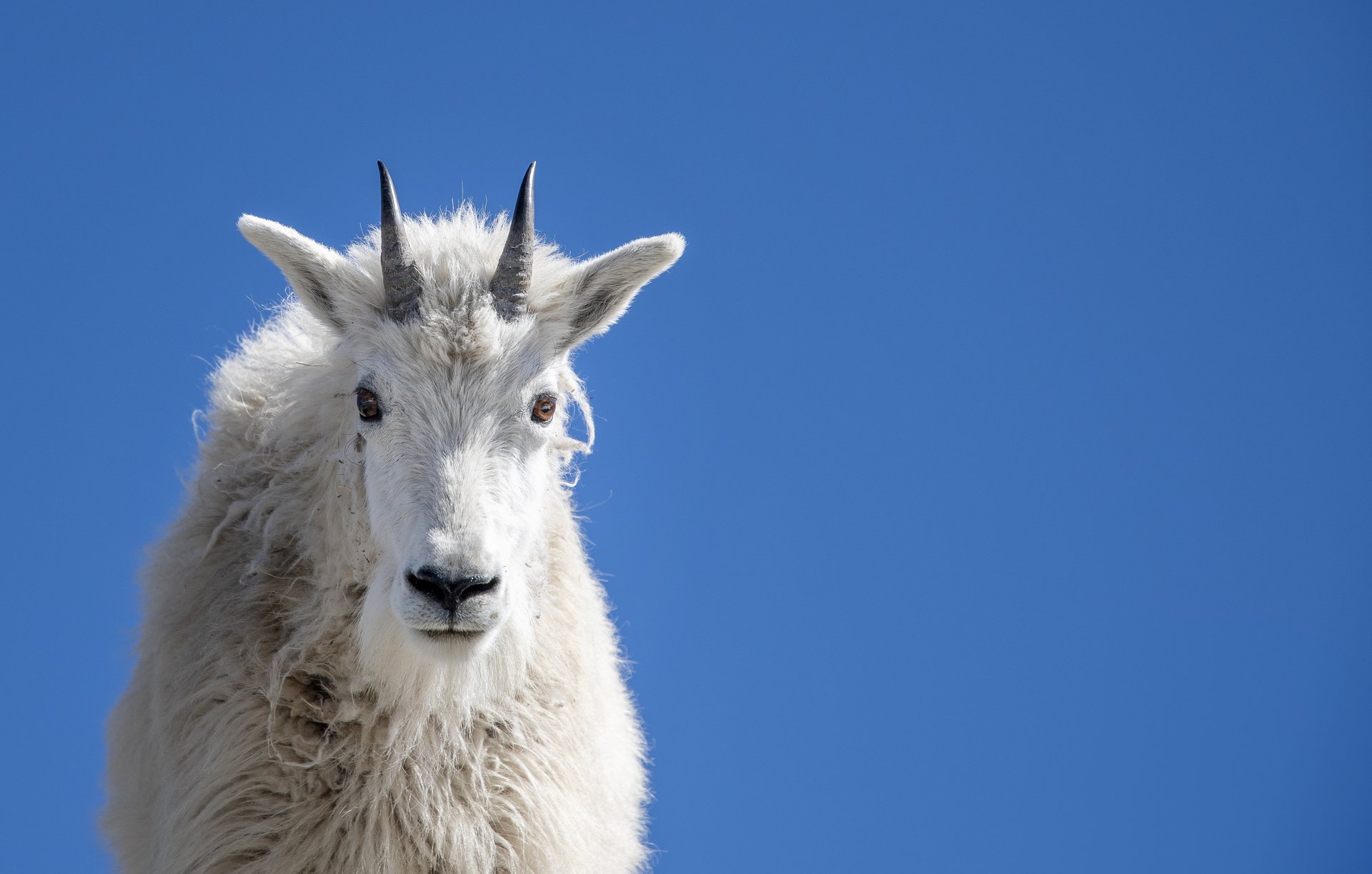 Mountain Goat