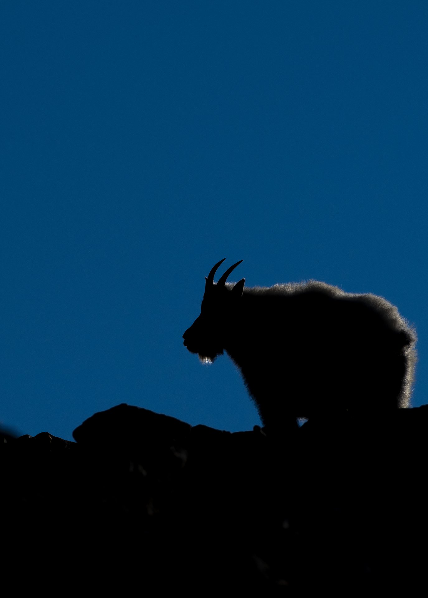 Mountain Goat