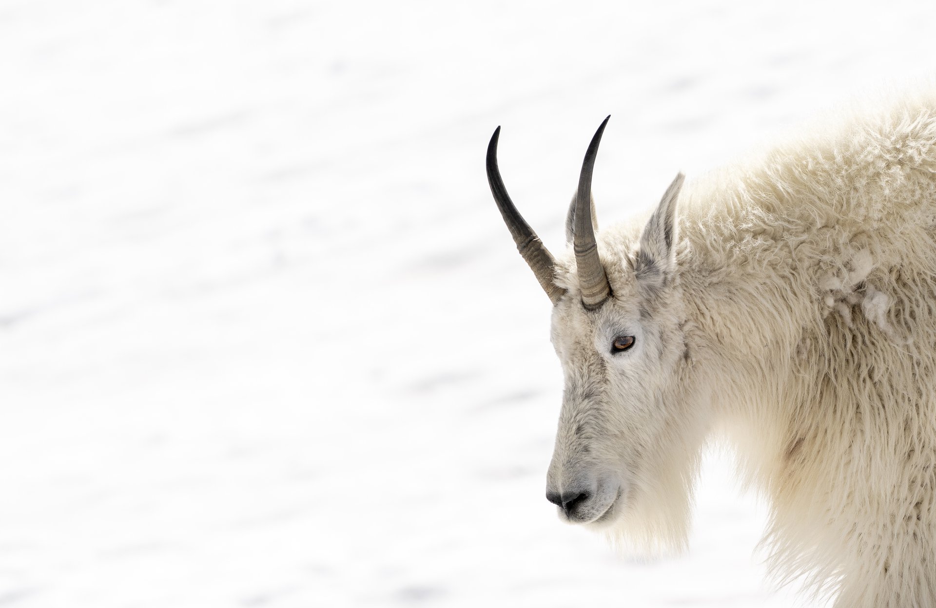 Mountain Goat