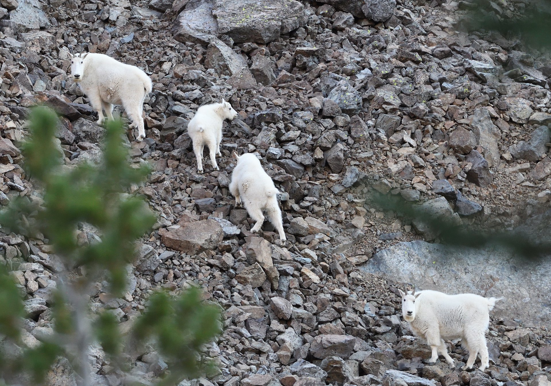 Mountain Goats