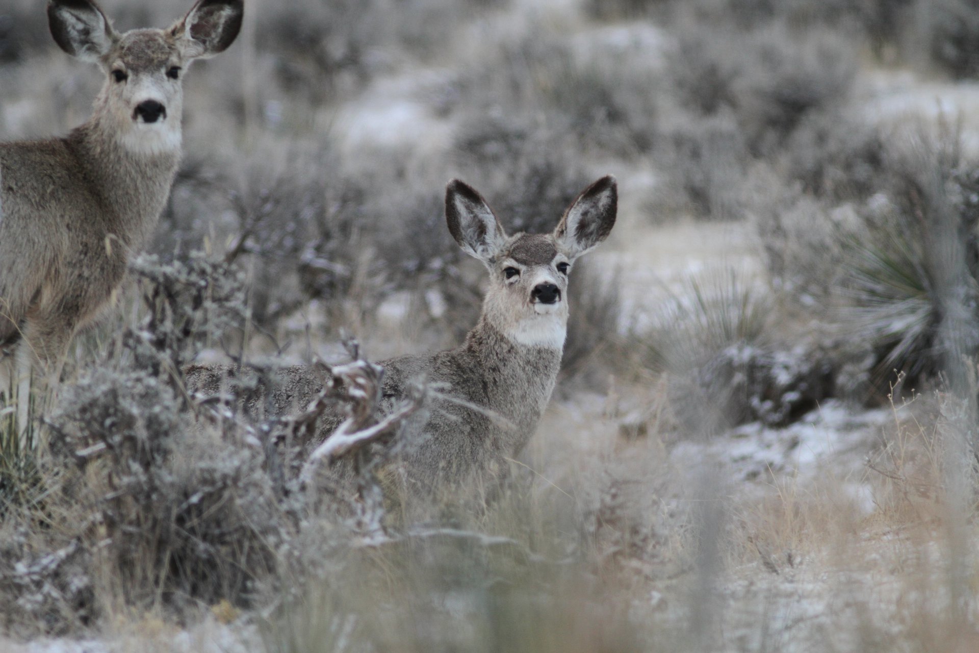 Mule Deer