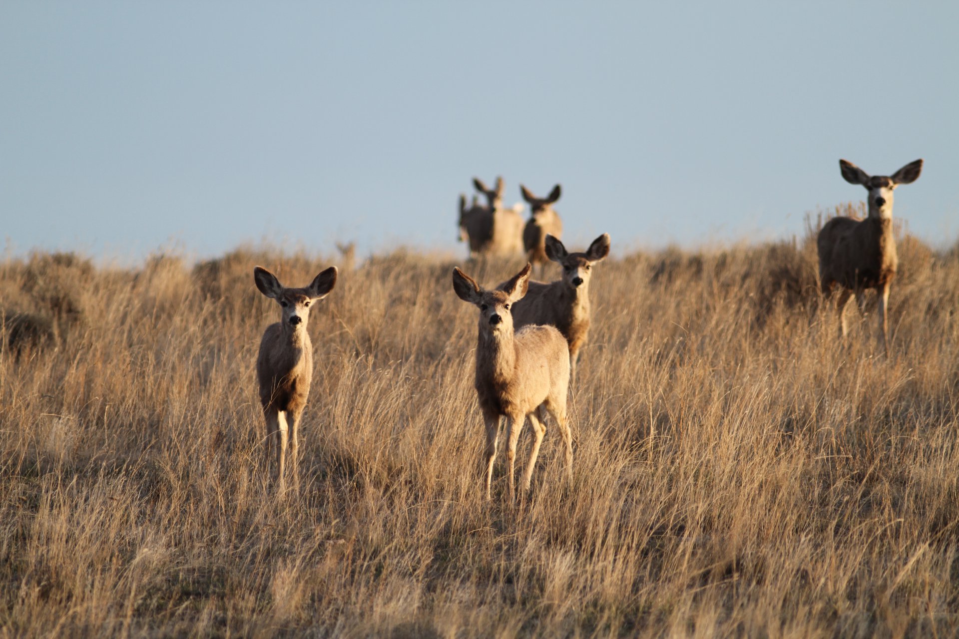 Mule Deer