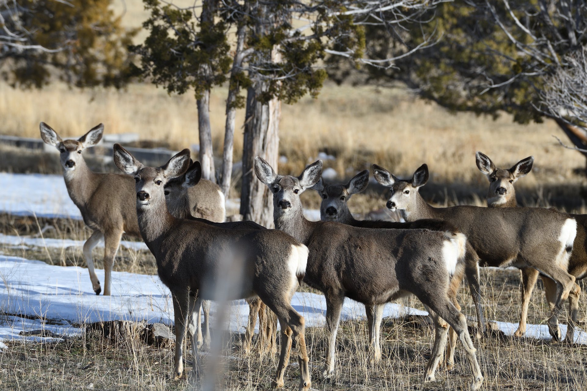 Mule Deer